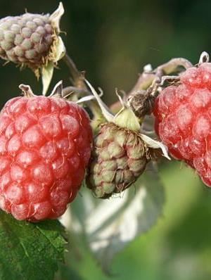 Rubus idaeus 'Zefa Herbsternte' - pot - struik