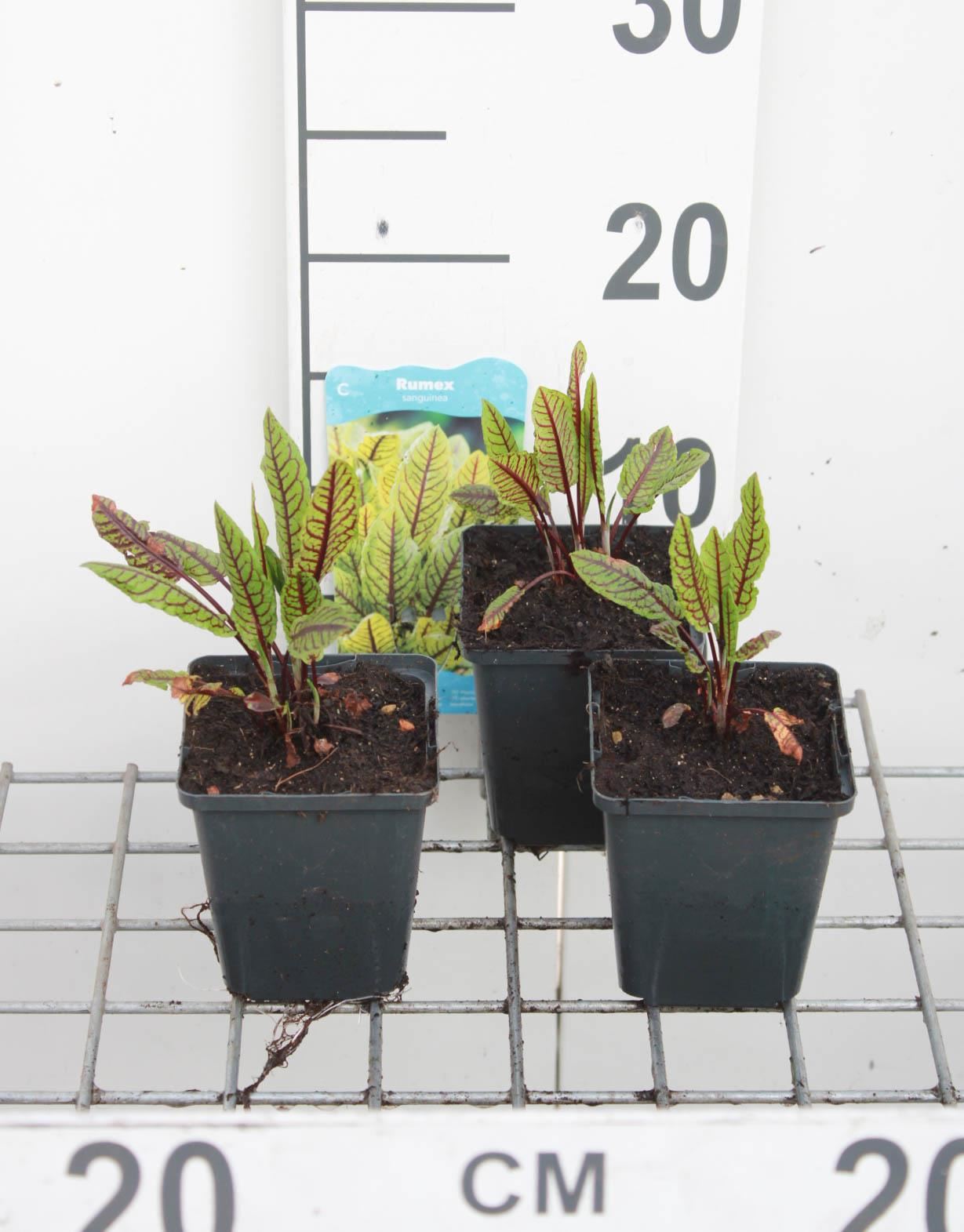 Bloedzuring, zurkel - pot 9x9 cm (Rumex sanguineus) - Bloedzuring afbeelding