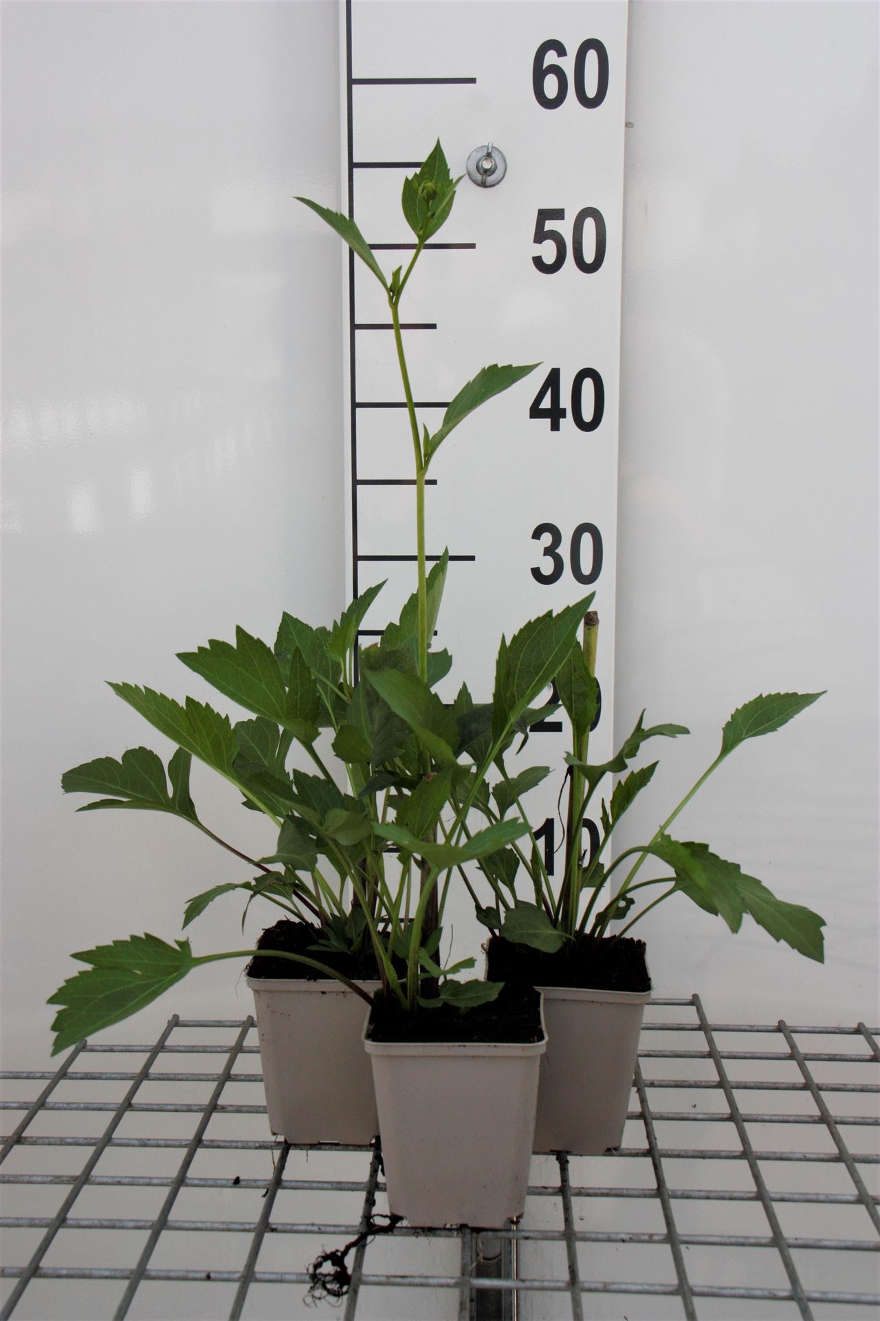 Rudbeckia nitida'Herbstsonne'- pot 9x9 cm - Zonnehoed afbeelding