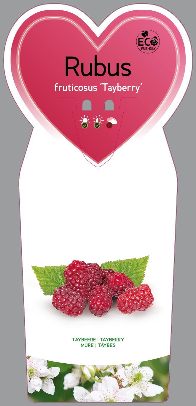 Rubus 'Tayberry' - pot -