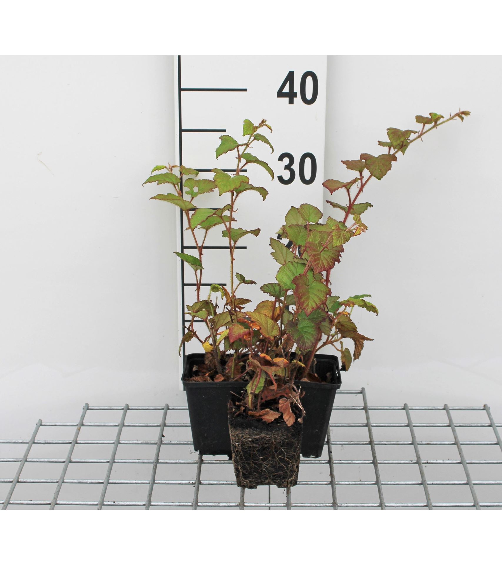 Rubus tricolor - pot 9x9 cm afbeelding