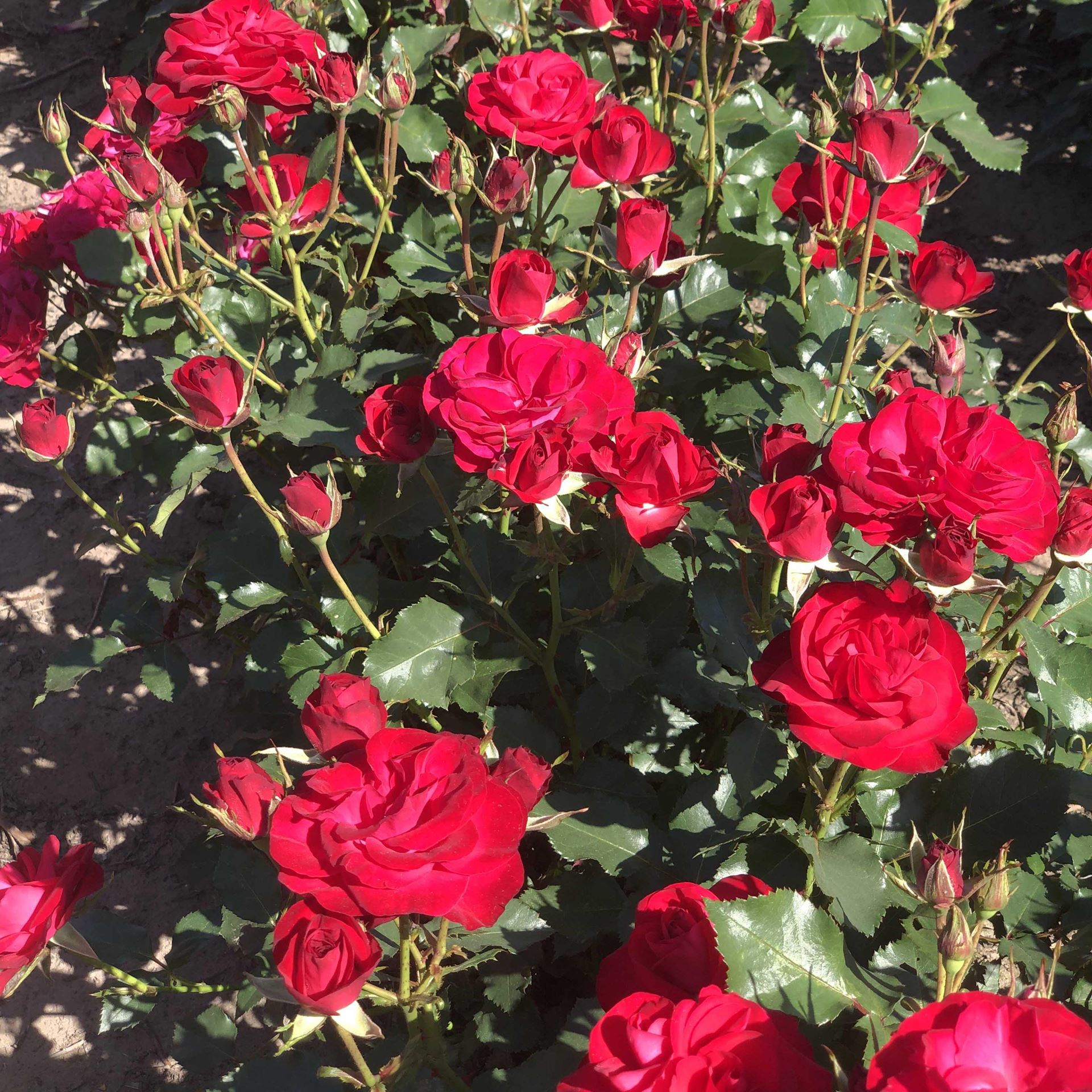 Rosa'Wettra'- blote wortel afbeelding