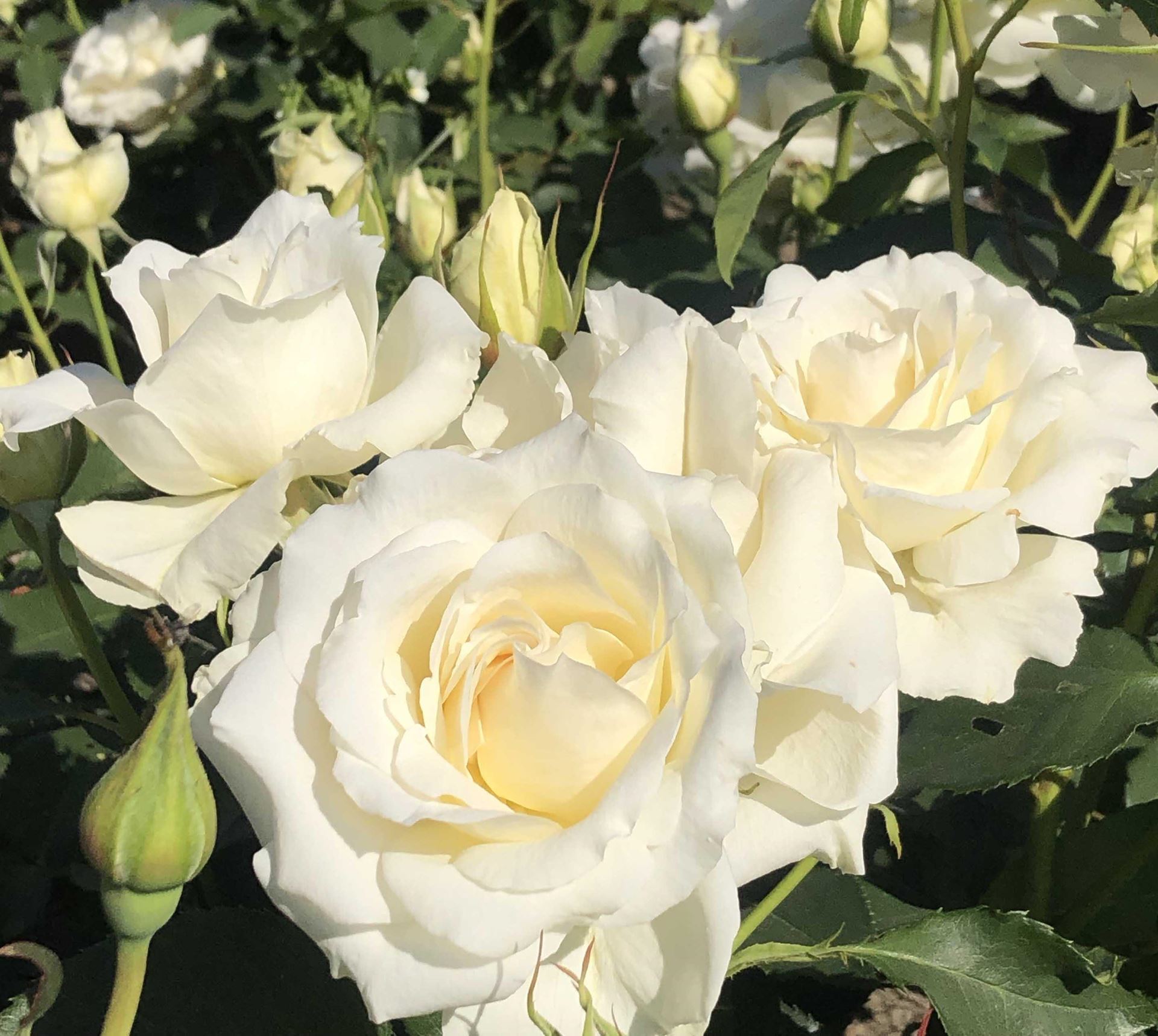 Rosa'White Symphonie'- pot afbeelding