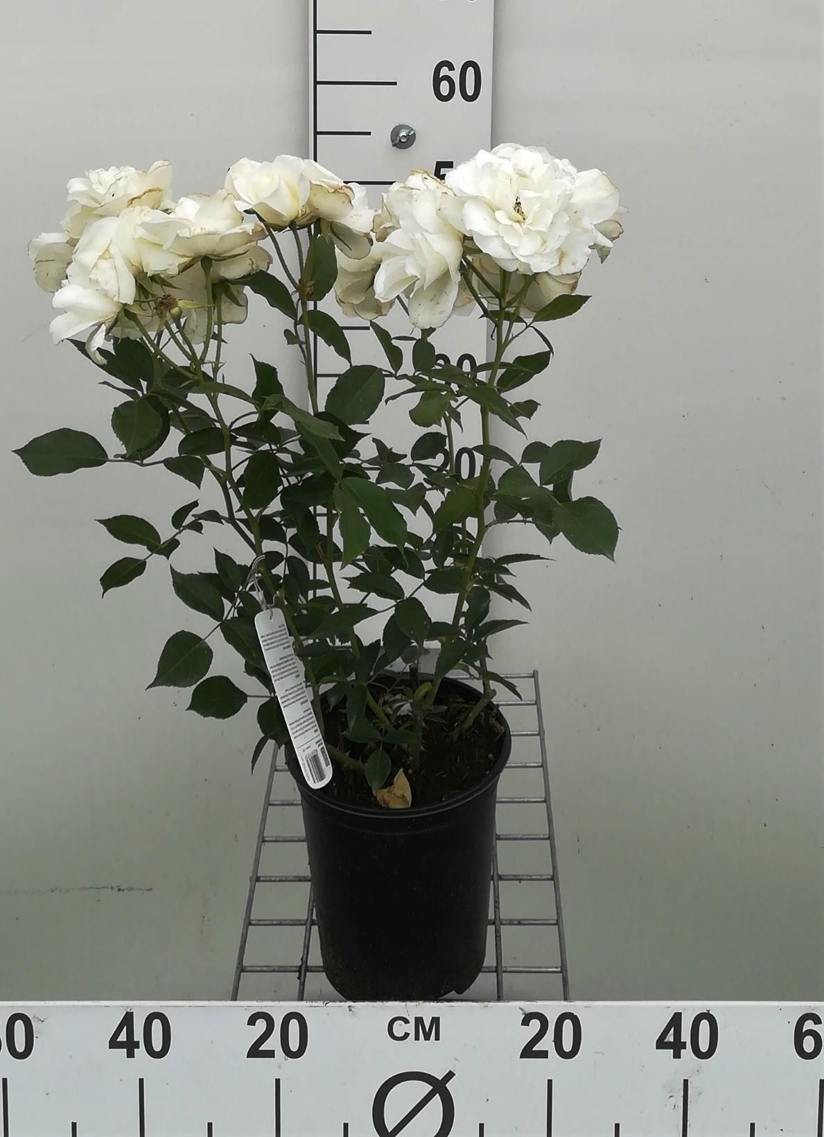 Rosa'Witte Tros'- pot - Trosroos afbeelding