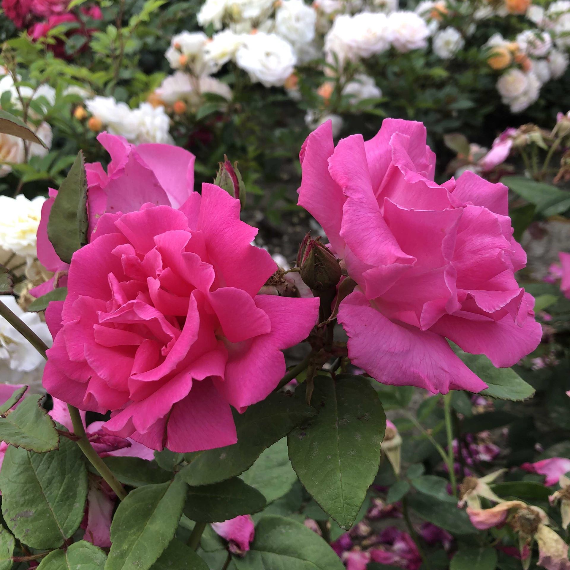 Rosa'Zéphirine Drouhin'- pot - klimroos afbeelding