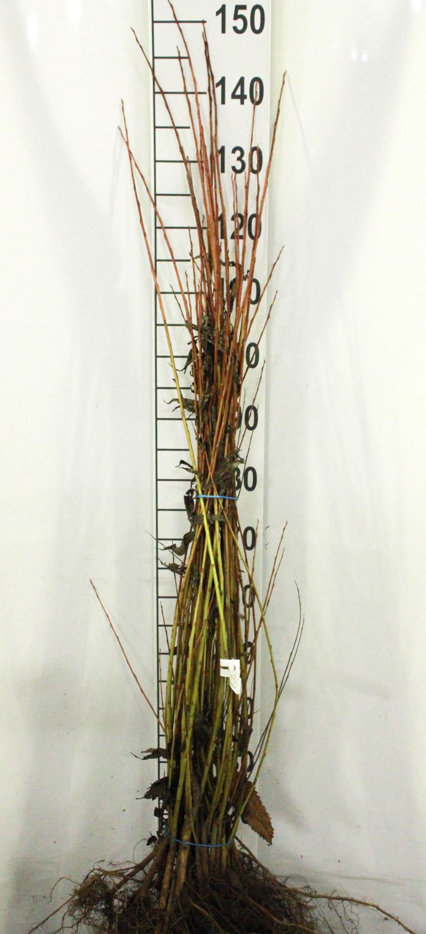 Salix alba'Chermesina'- blote wortel - 60-100 cm - afbeelding