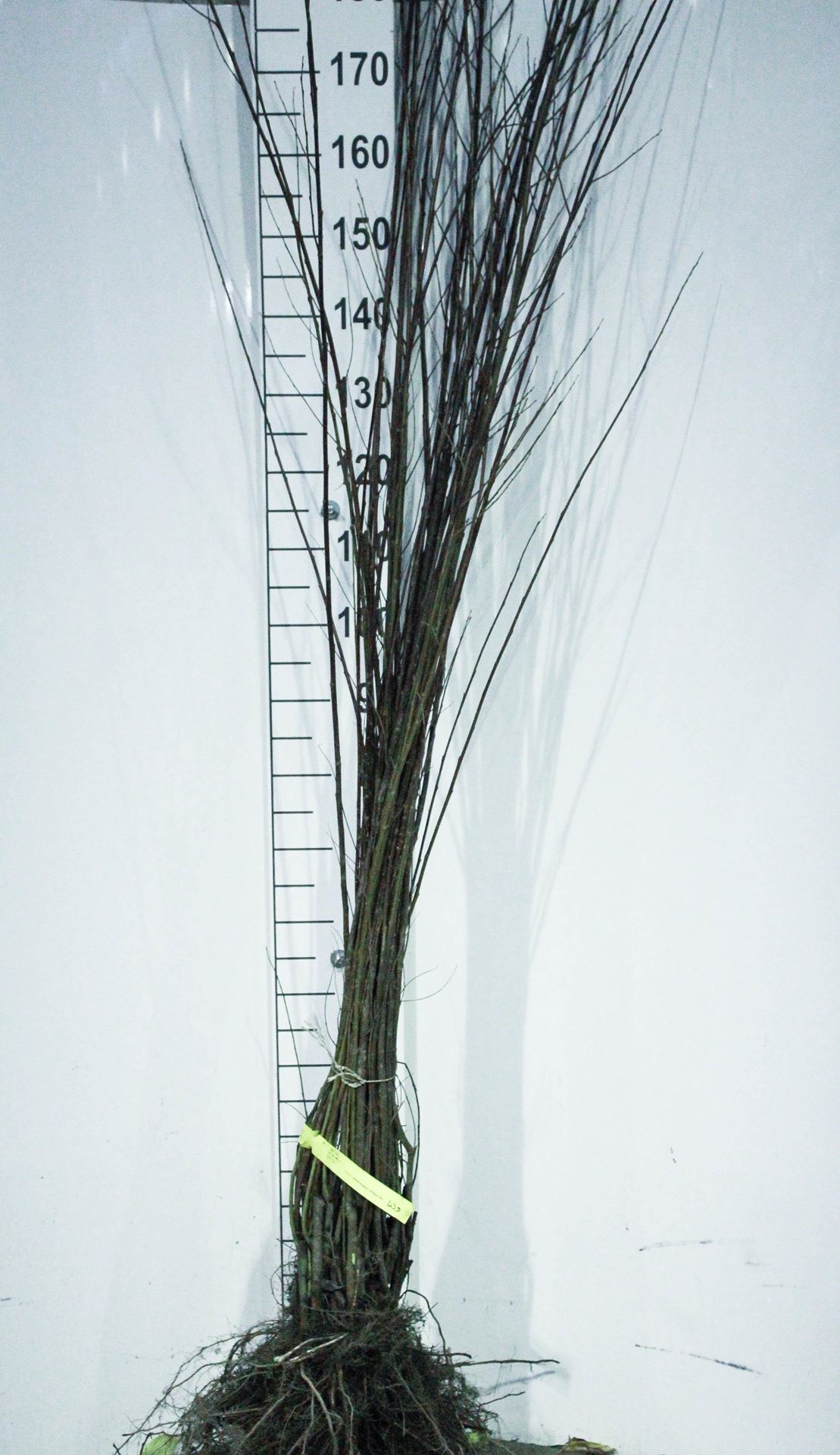 Salix alba - blote wortel - 60-90 cm afbeelding