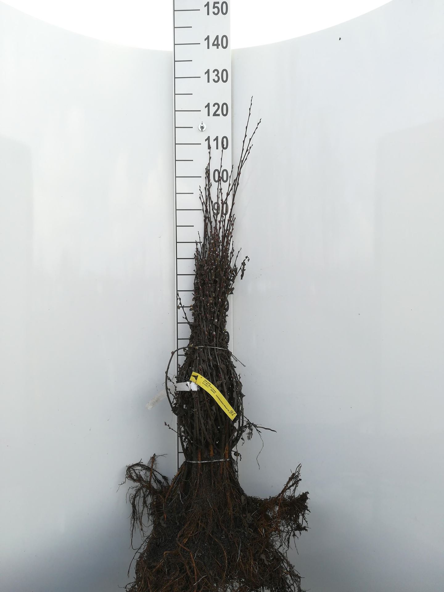 Salix aurita - blote wortel - 60-90 cm afbeelding
