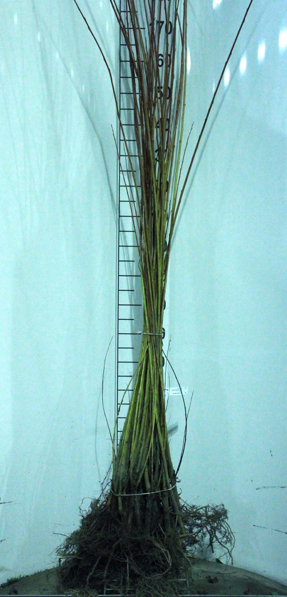 Salix alba subsp. vitellina - blote wortel - 60-100 cm afbeelding