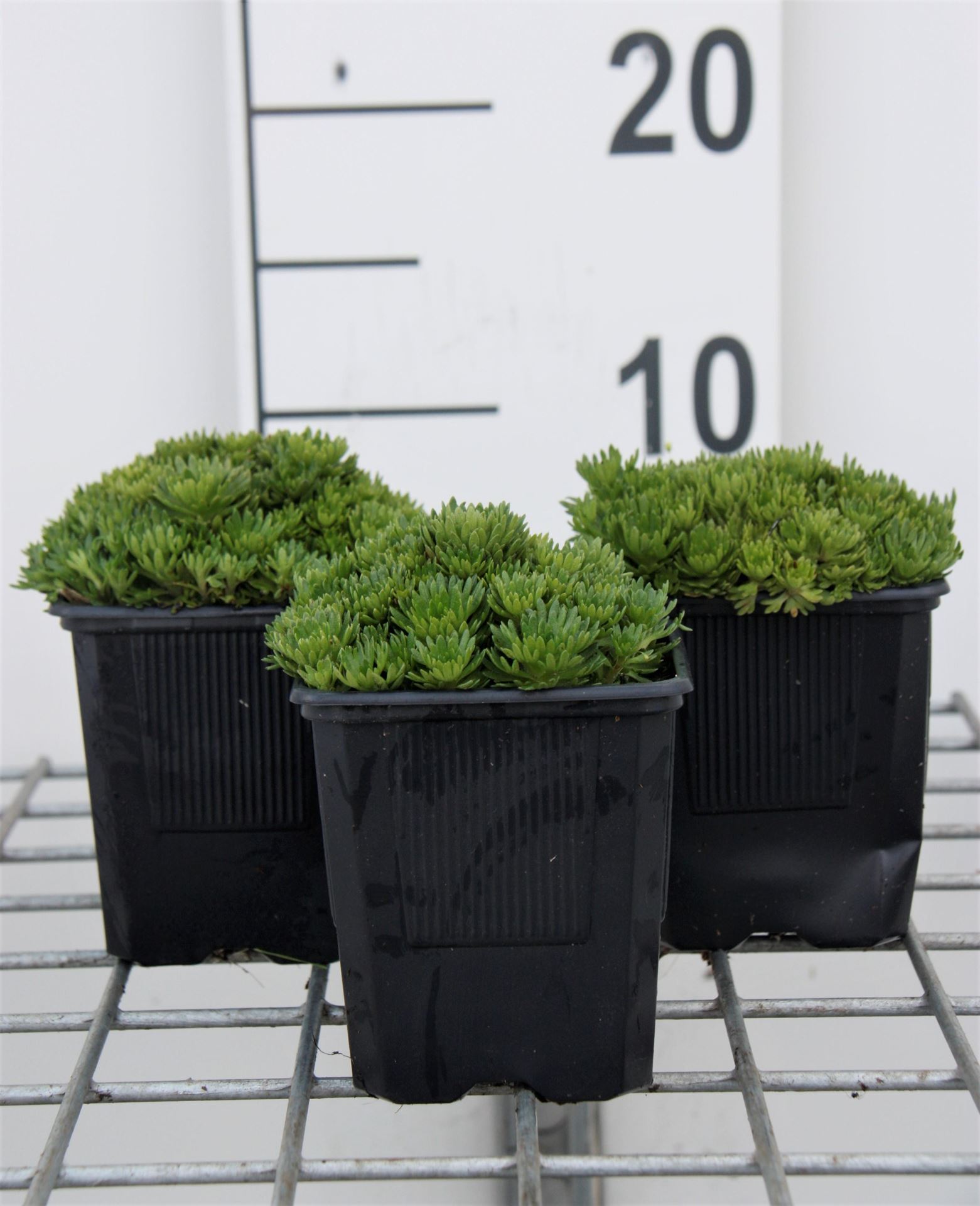 Saxifraga'Blütenteppich'- pot 9x9 cm afbeelding