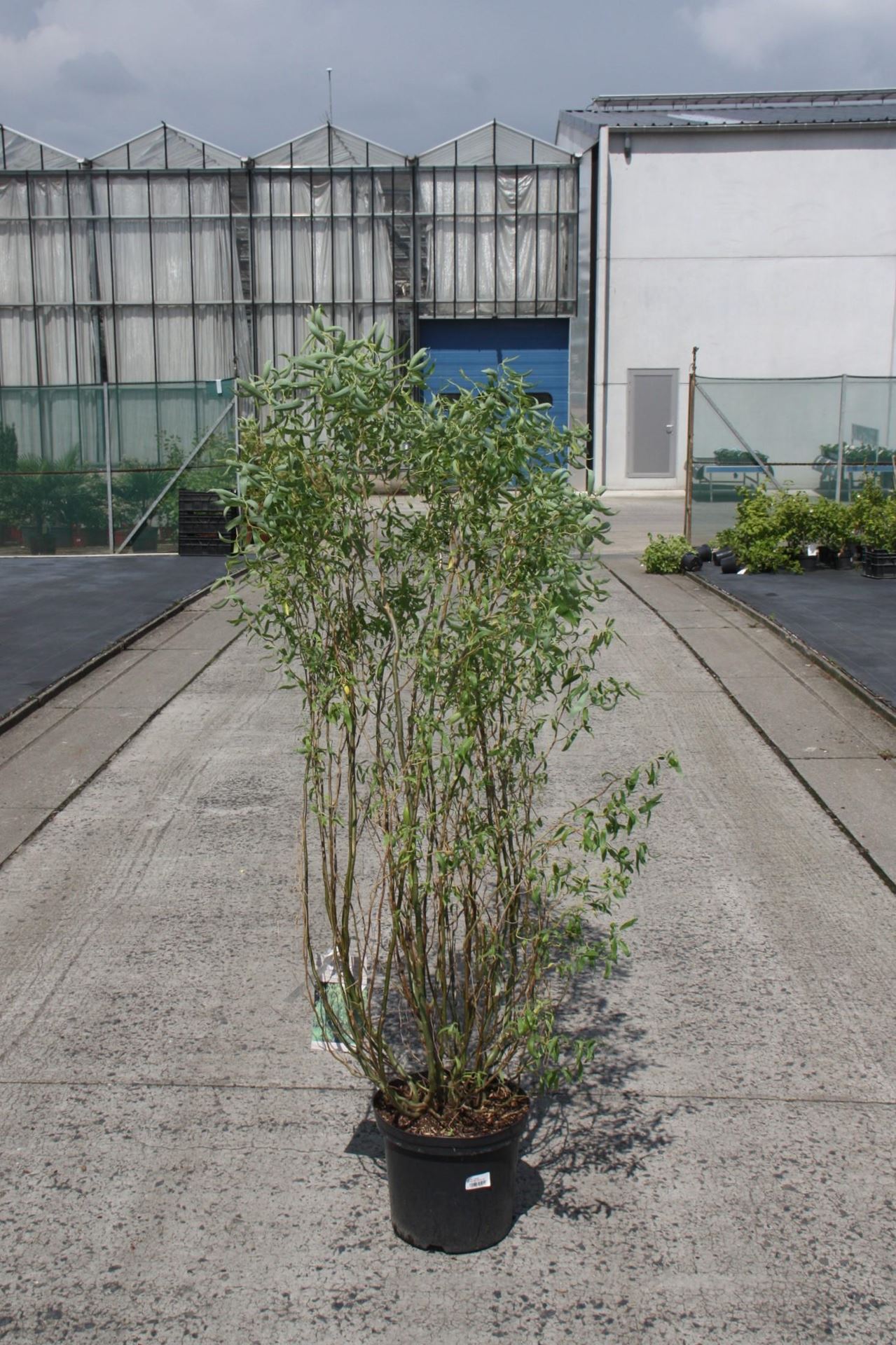 Salix babylonica'Tortuosa'- pot 12L - 100-125 cm afbeelding