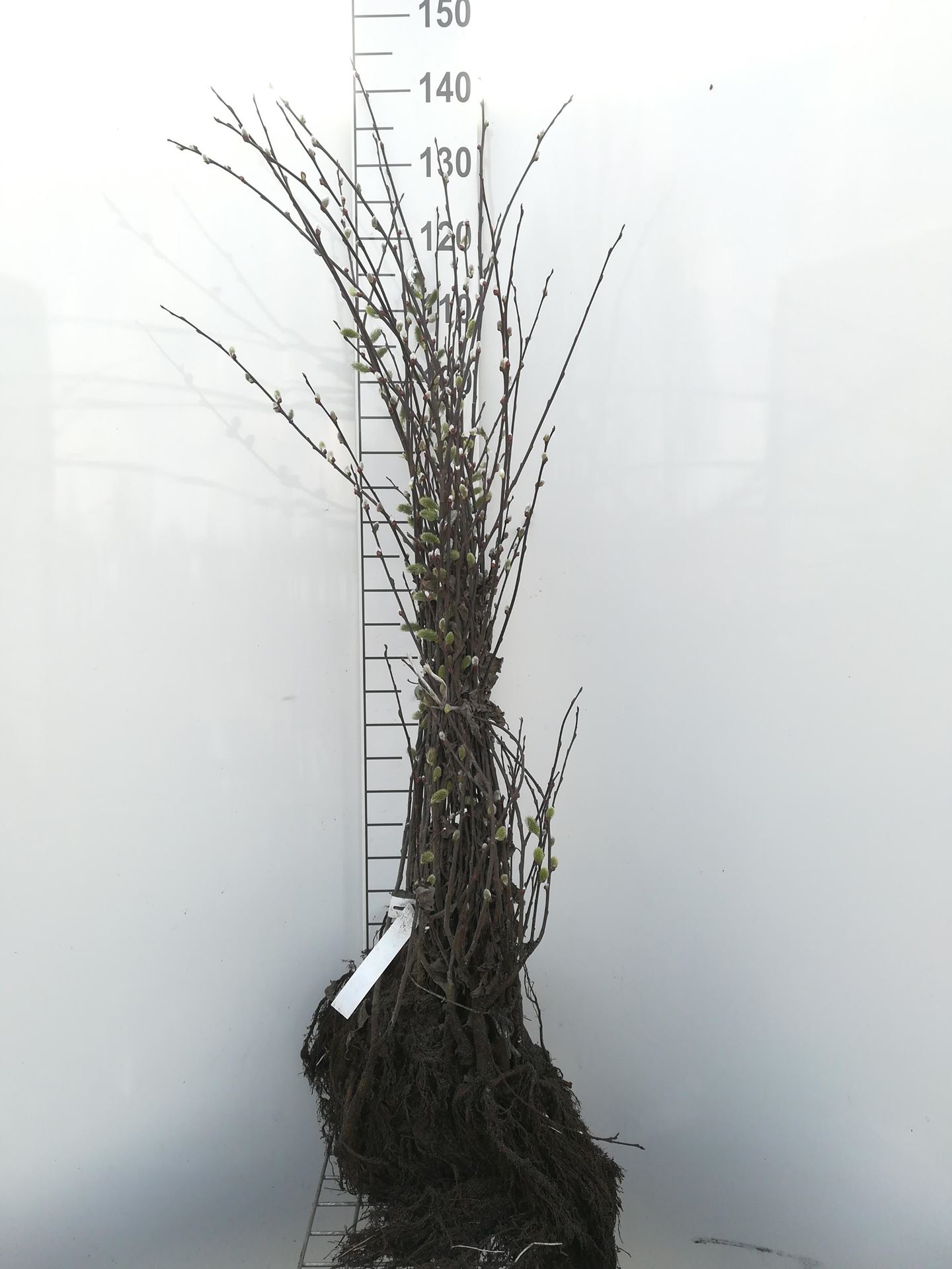 Salix caprea - blote wortel - 60-90 cm afbeelding
