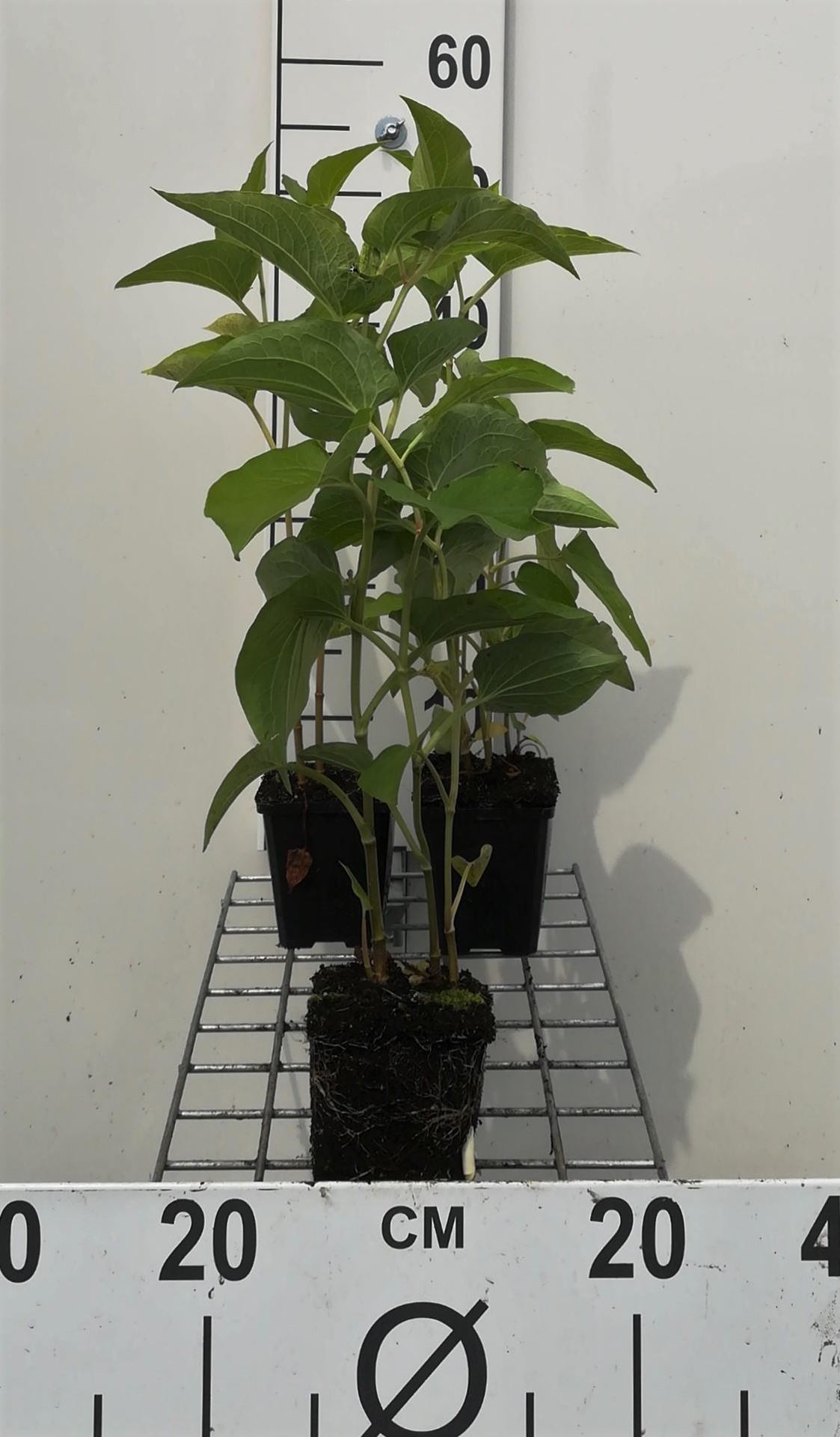 Saururus cernuus - pot 9x9 cm afbeelding