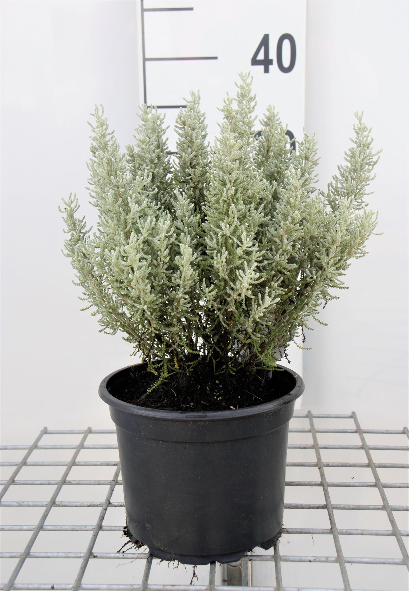 Santolina chamaecyparissus - pot 2L -