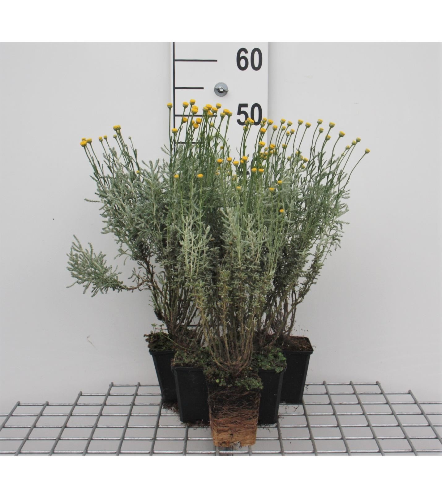 Santolina chamaecyparissus - pot 9x9 cm - Cipressenkruid / Heiligenbloem / Heiligenkruid afbeelding