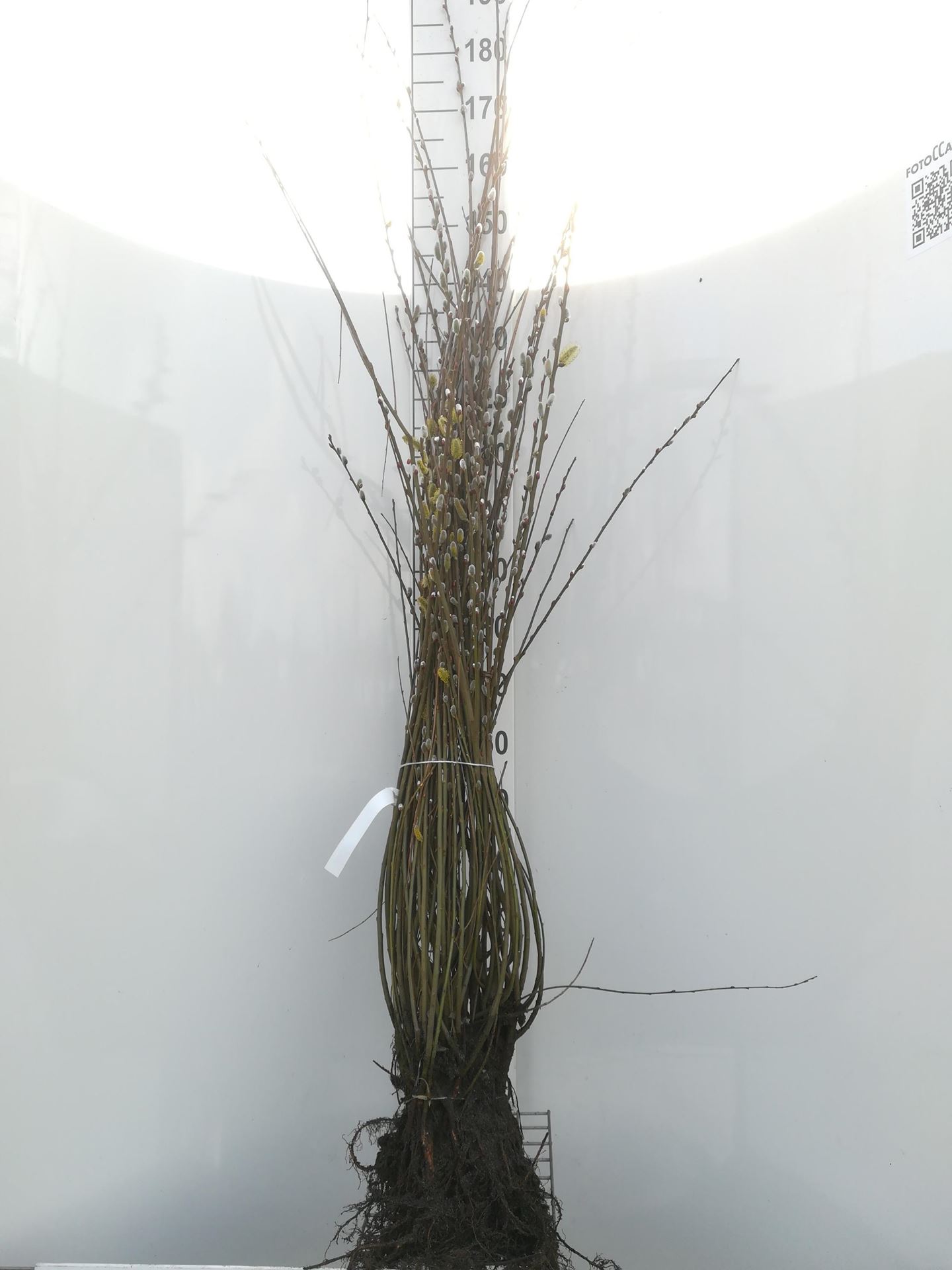 Salix cinerea - blote wortel - 60-90 cm afbeelding