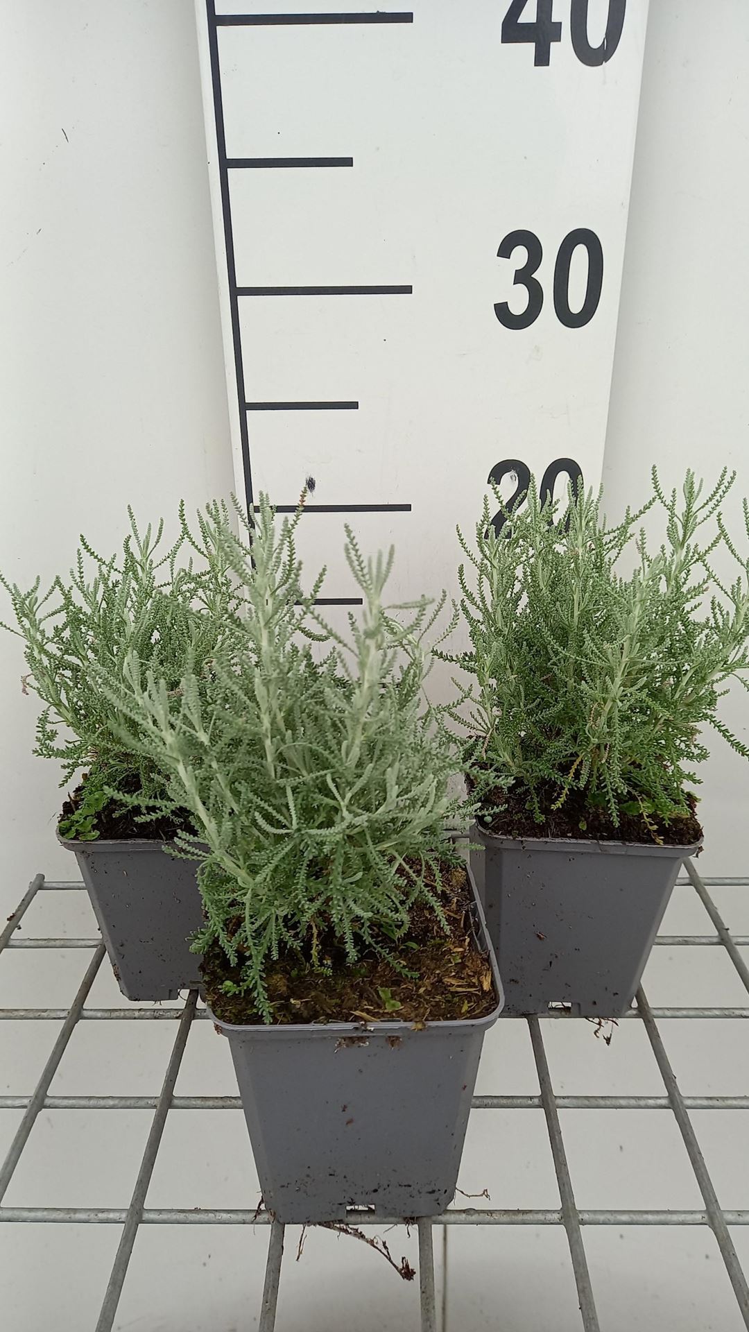 Santolina chamaecyparissus'Lambrook Silver'- pot 9x9 cm afbeelding