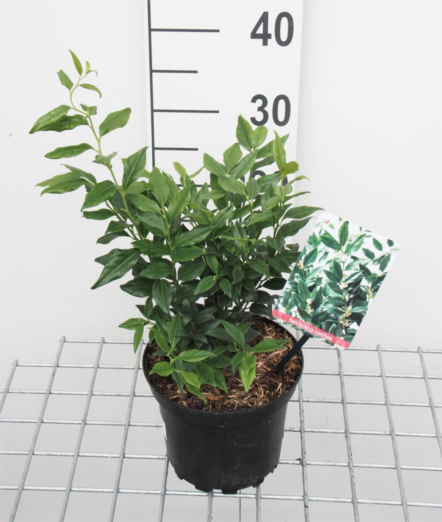 Sarcococca confusa - pot - 20-25 cm -