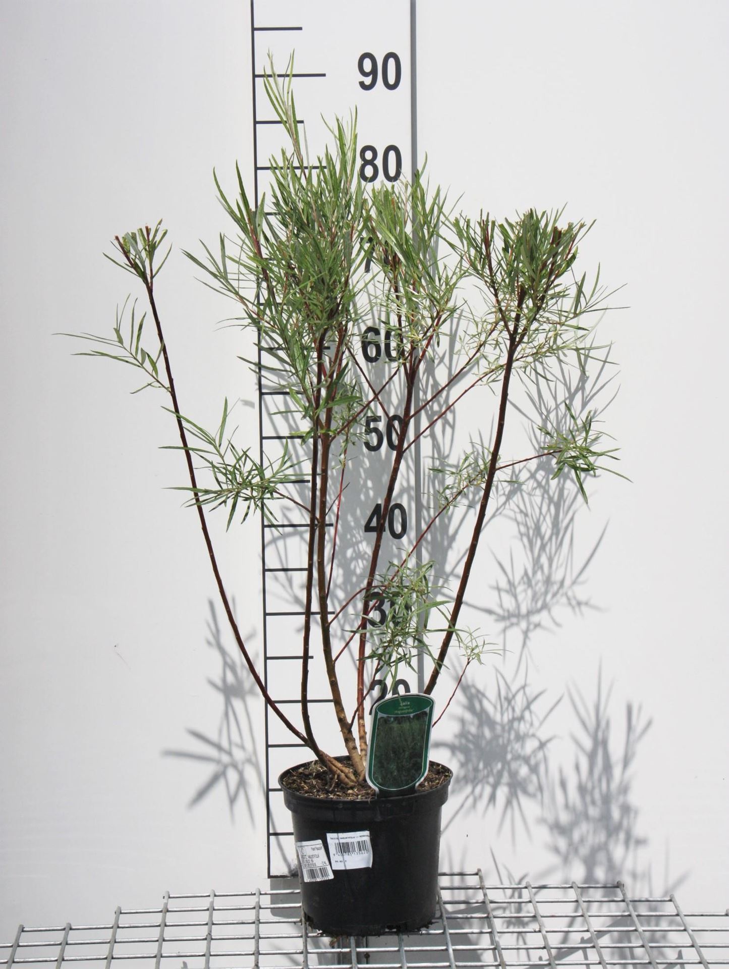 Salix elaeagnos 'Angustifolia' - pot - 50-60 cm -
