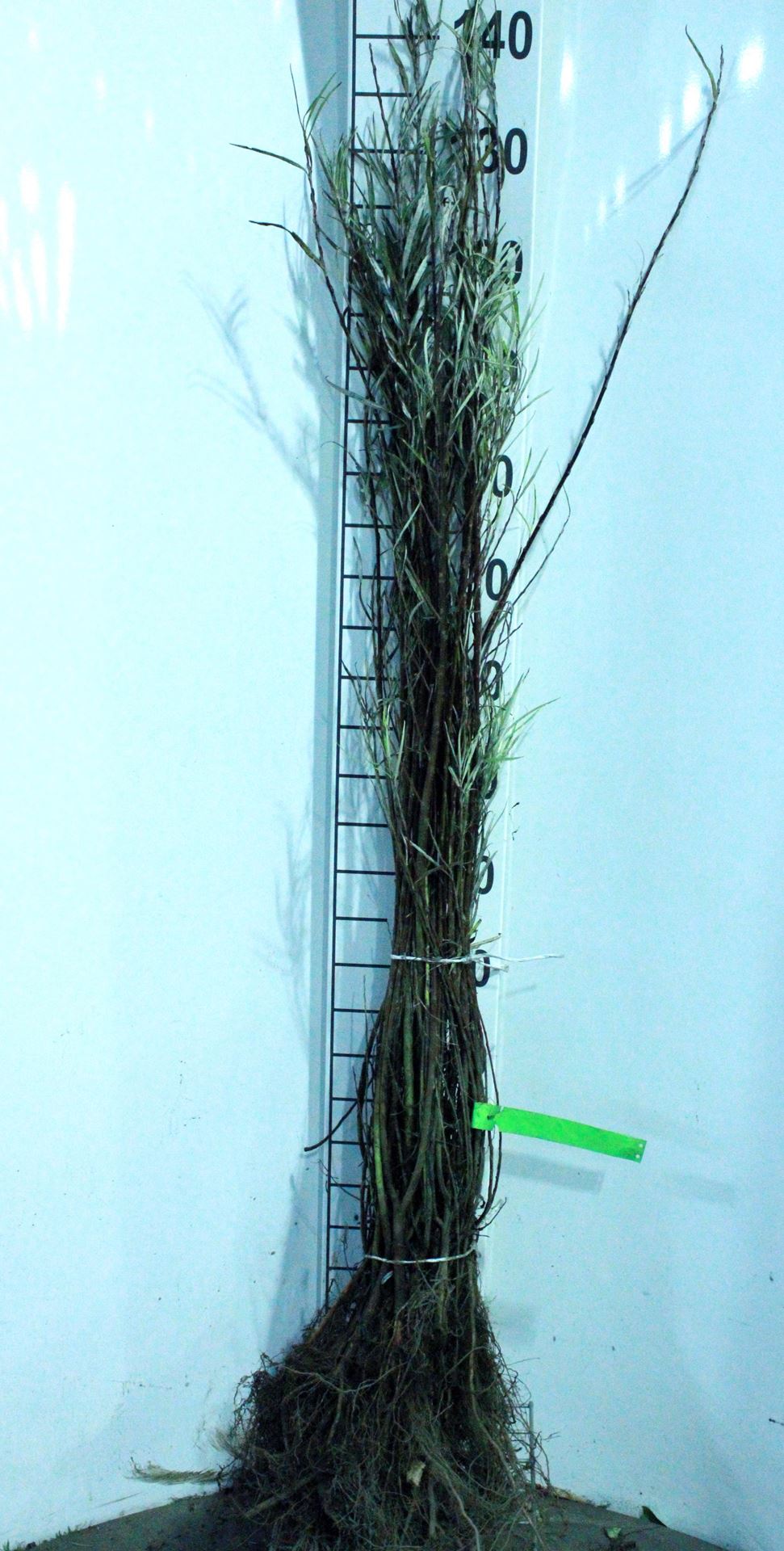 Salix elaeagnos'Angustifolia'- blote wortel - 60-90 cm - afbeelding
