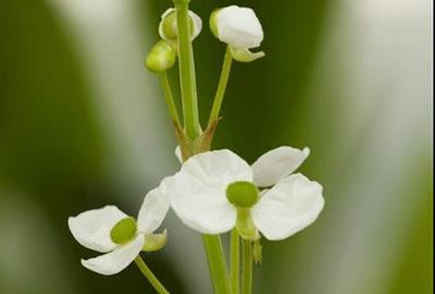 Sagittaria graminea - pot 9x9 cm afbeelding
