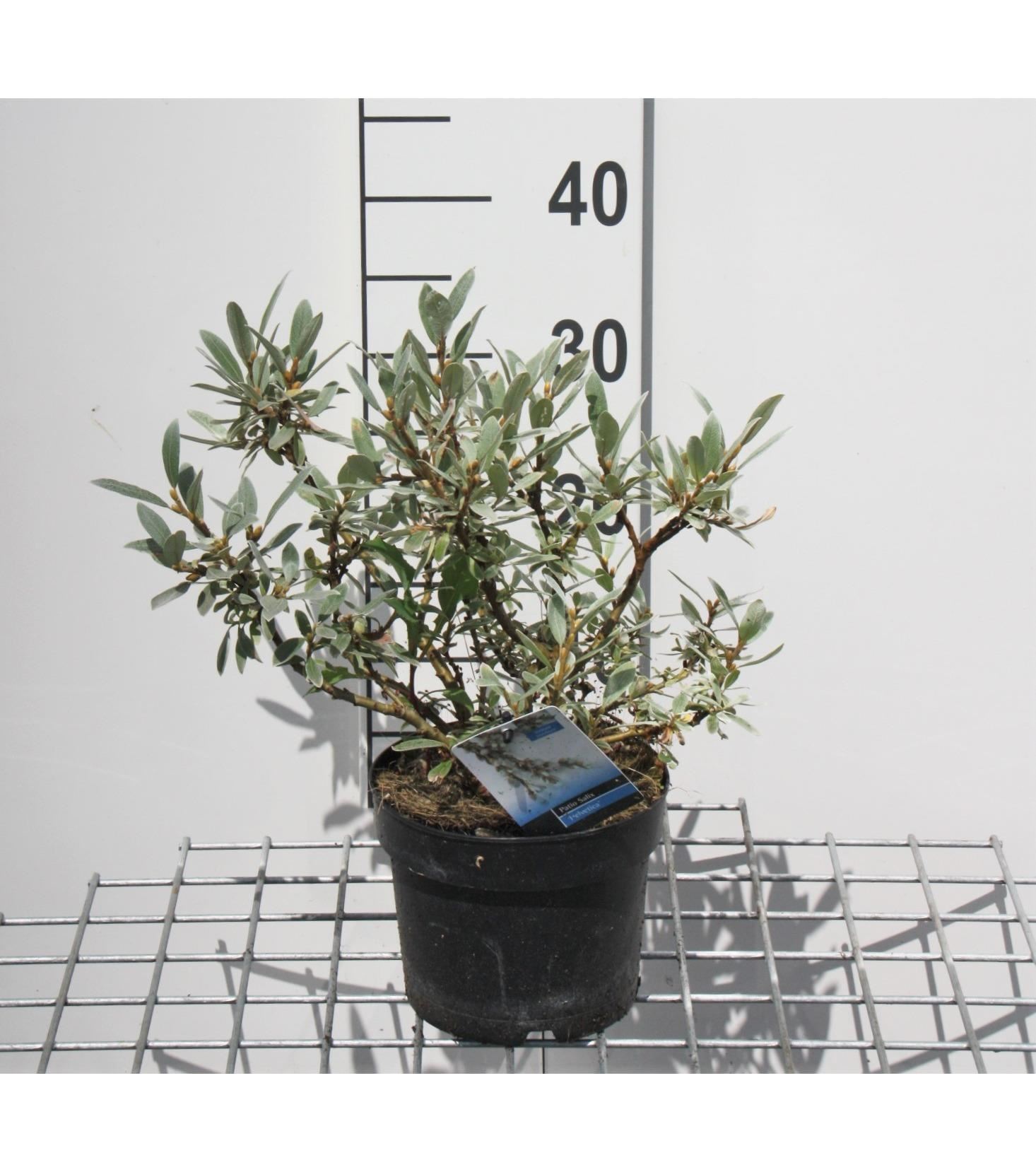 Salix helvetica - pot - 25-30 cm - Zwitserse dwergwilg / Zwitserse bolwilg afbeelding
