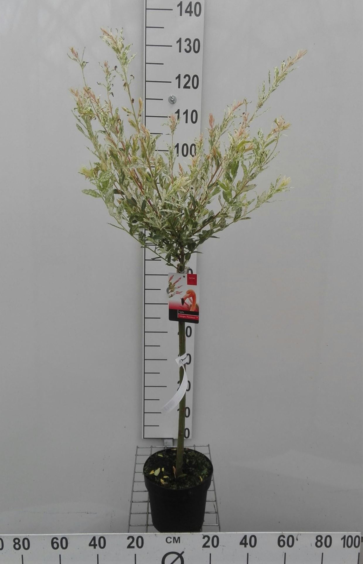 Salix integra 'Flamingo' - pot - geënt op stamhoogte 60 cm