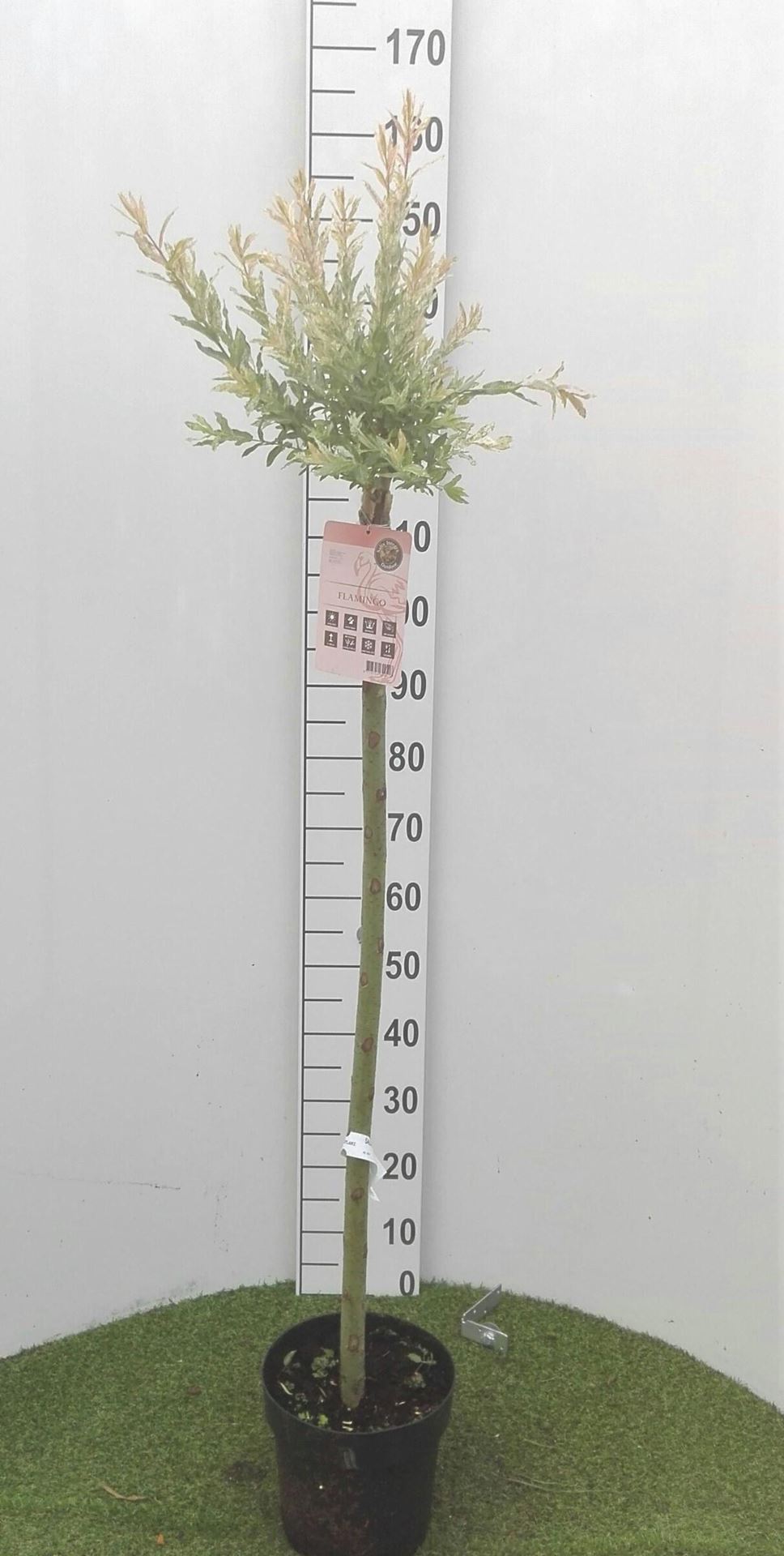 Salix integra 'Flamingo' - pot - geënt op stamhoogte 100-110 cm -