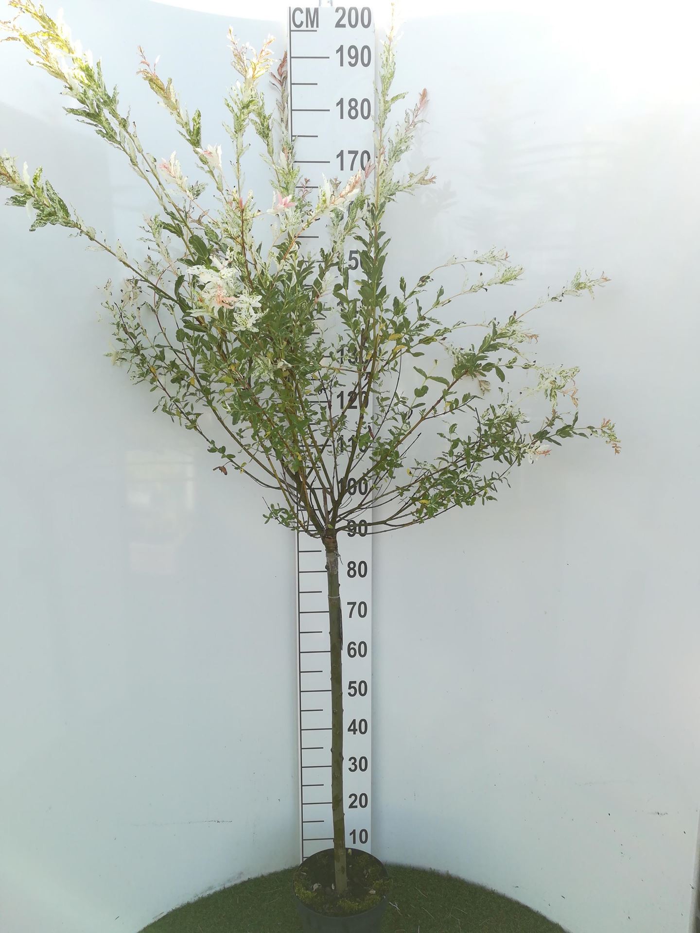 Salix integra'Hakuro-nishiki'- pot - geënt op stamhoogte 80 cm - Bonte wilg afbeelding
