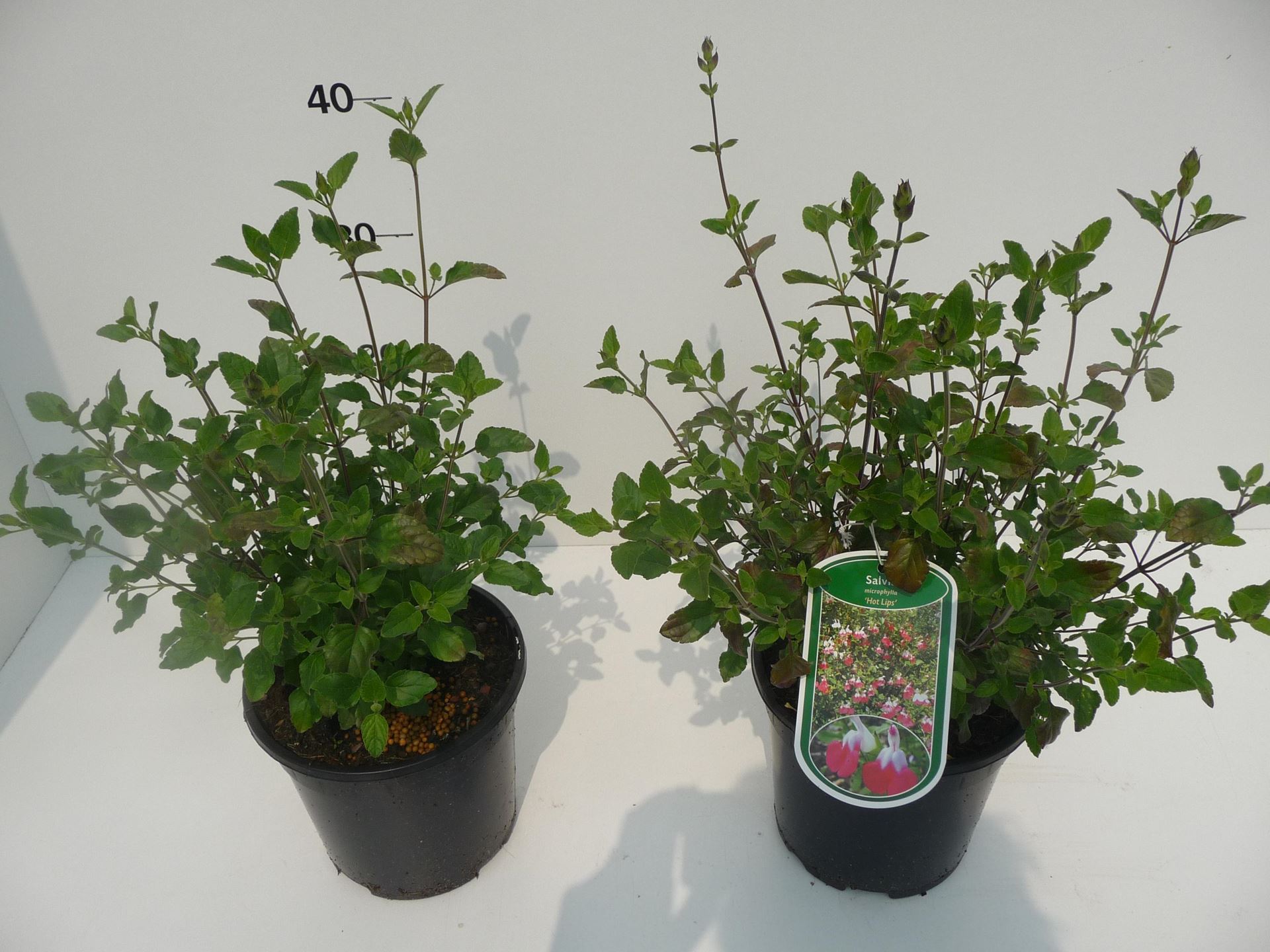 Salvia microphylla'Hot Lips'- pot 2L - afbeelding