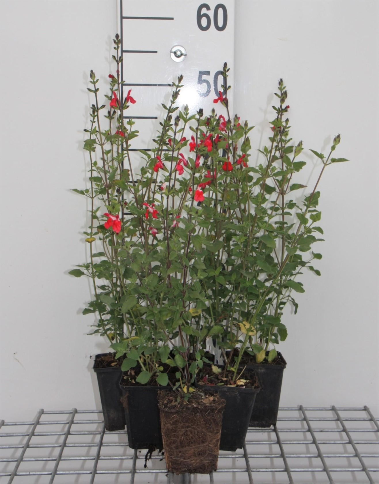 Salvia microphylla'Hot Lips'- pot 9x9 cm - Salie afbeelding