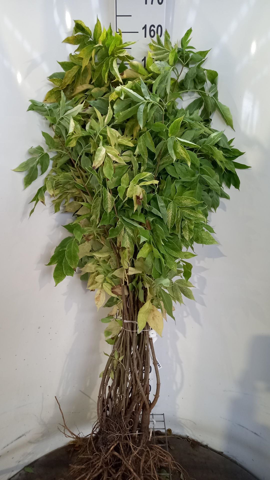 Sambucus nigra'Aurea'- blote wortel - 60-90 cm afbeelding