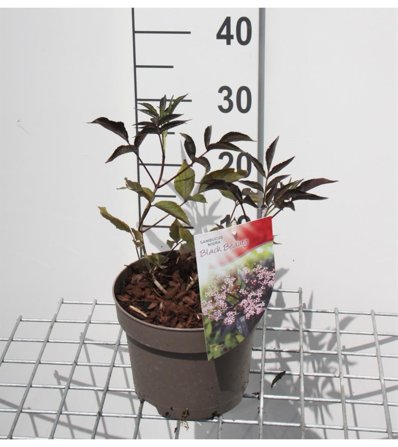 Sambucus nigra 'Gerda' (Black Beauty) - pot - 30-40 cm