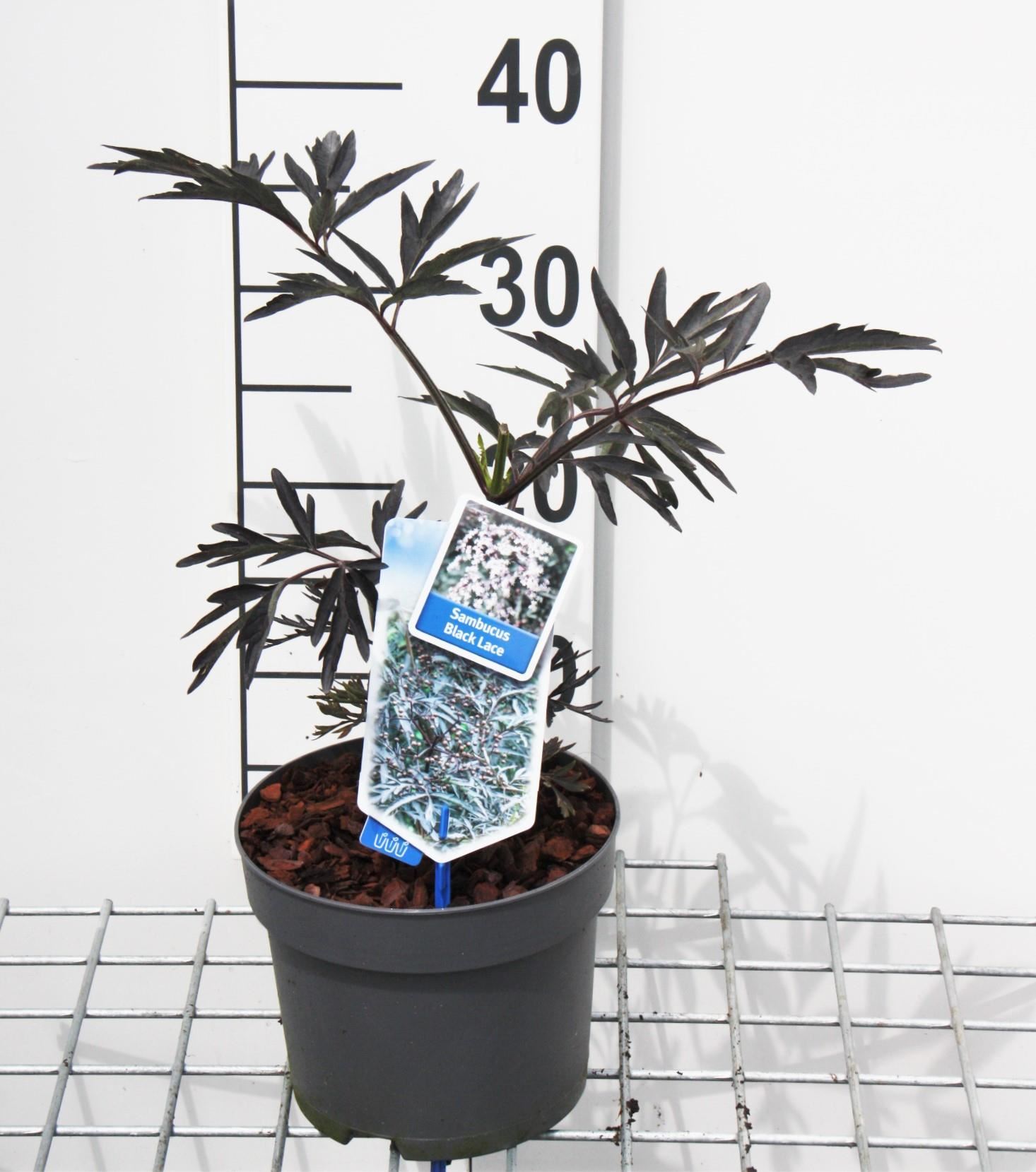 Sambucus nigra'Eva'(Black Lace) - pot - 30-40 cm afbeelding