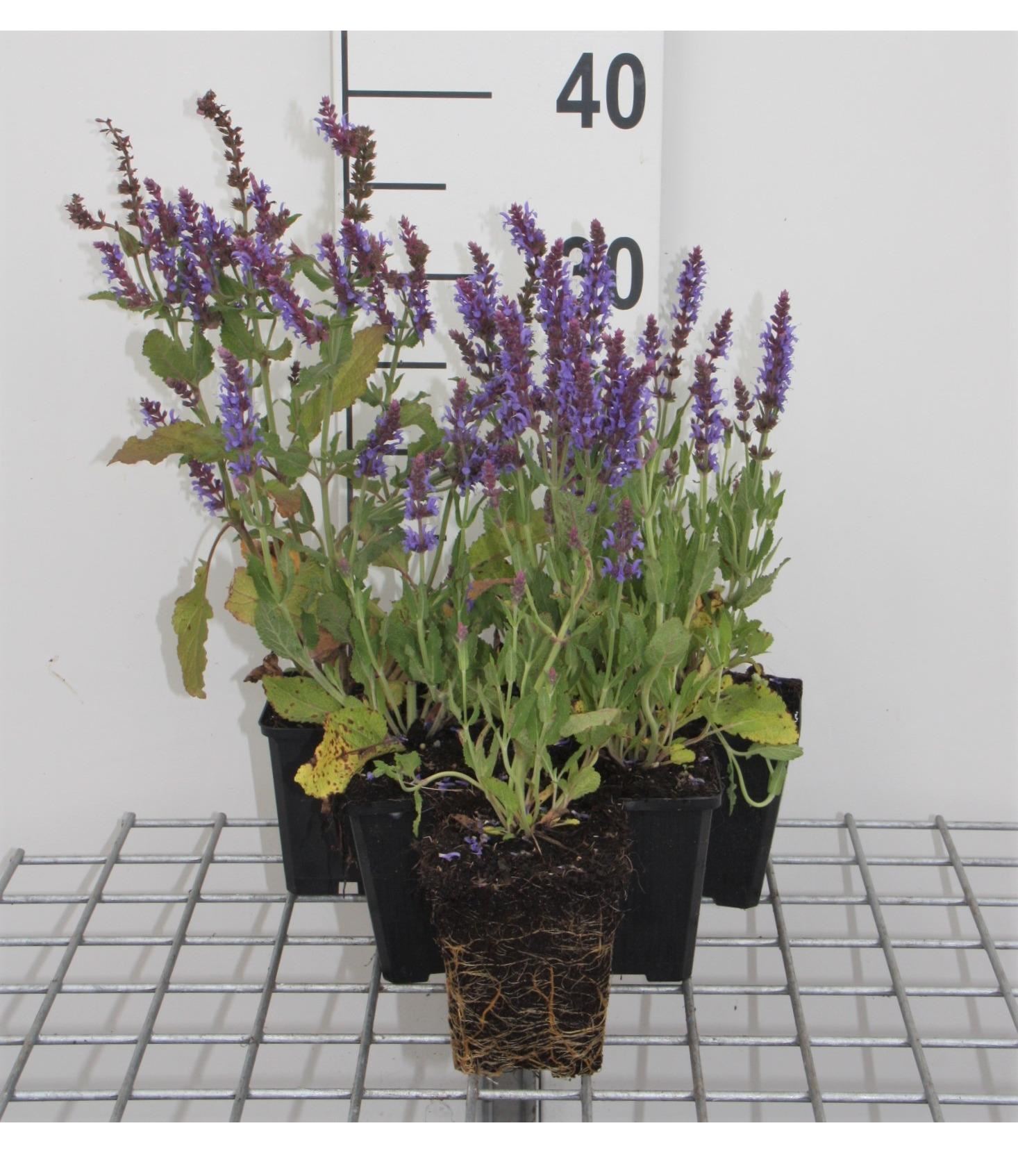 Salvia nemorosa'Blauhügel'- pot 9x9 cm - Salie afbeelding
