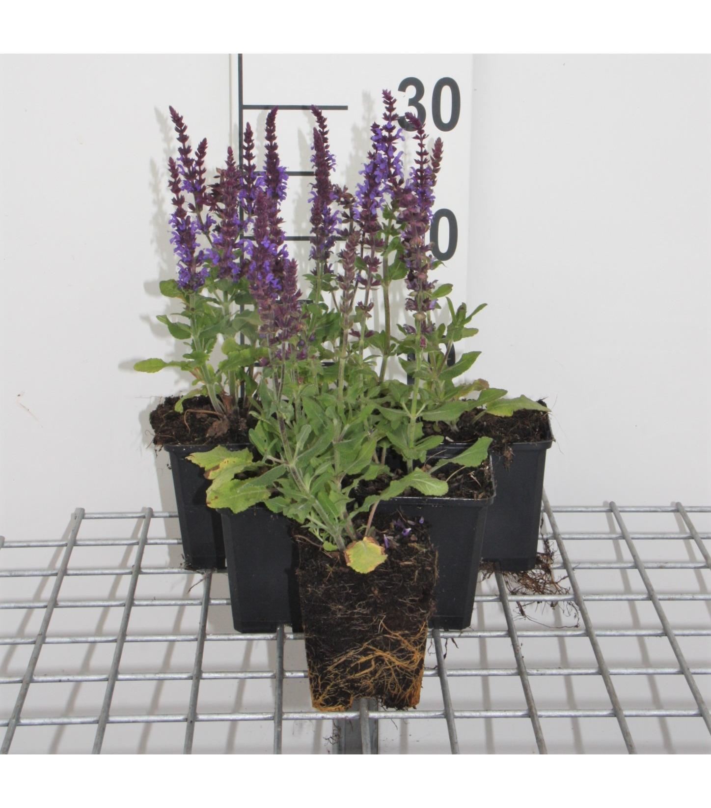 Salvia nemorosa'Blaukönigin'- pot 9x9 cm - Salie afbeelding