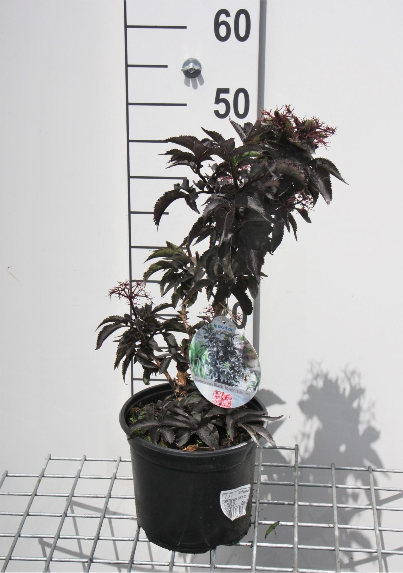 Sambucus nigra 'Eiffel1' (Black Tower) - pot - 30-40 cm