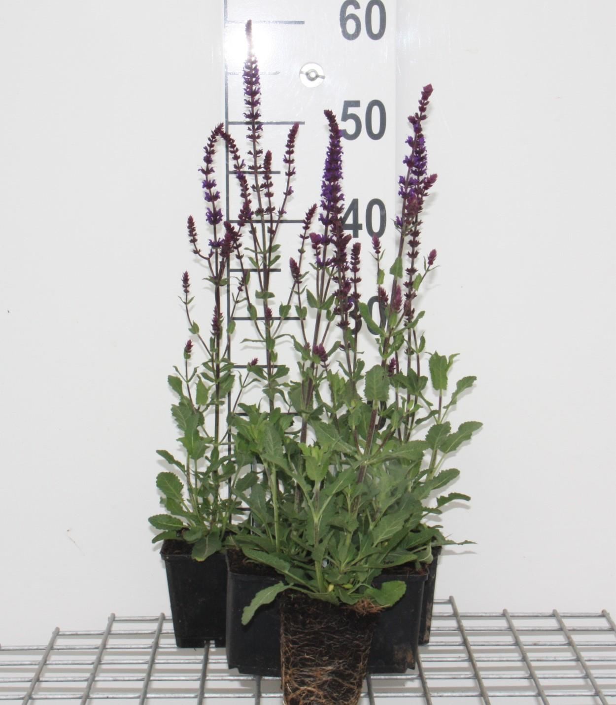 Salvia nemorosa'Caradonna'- Bossalie - pot 9x9 cm - Salie afbeelding