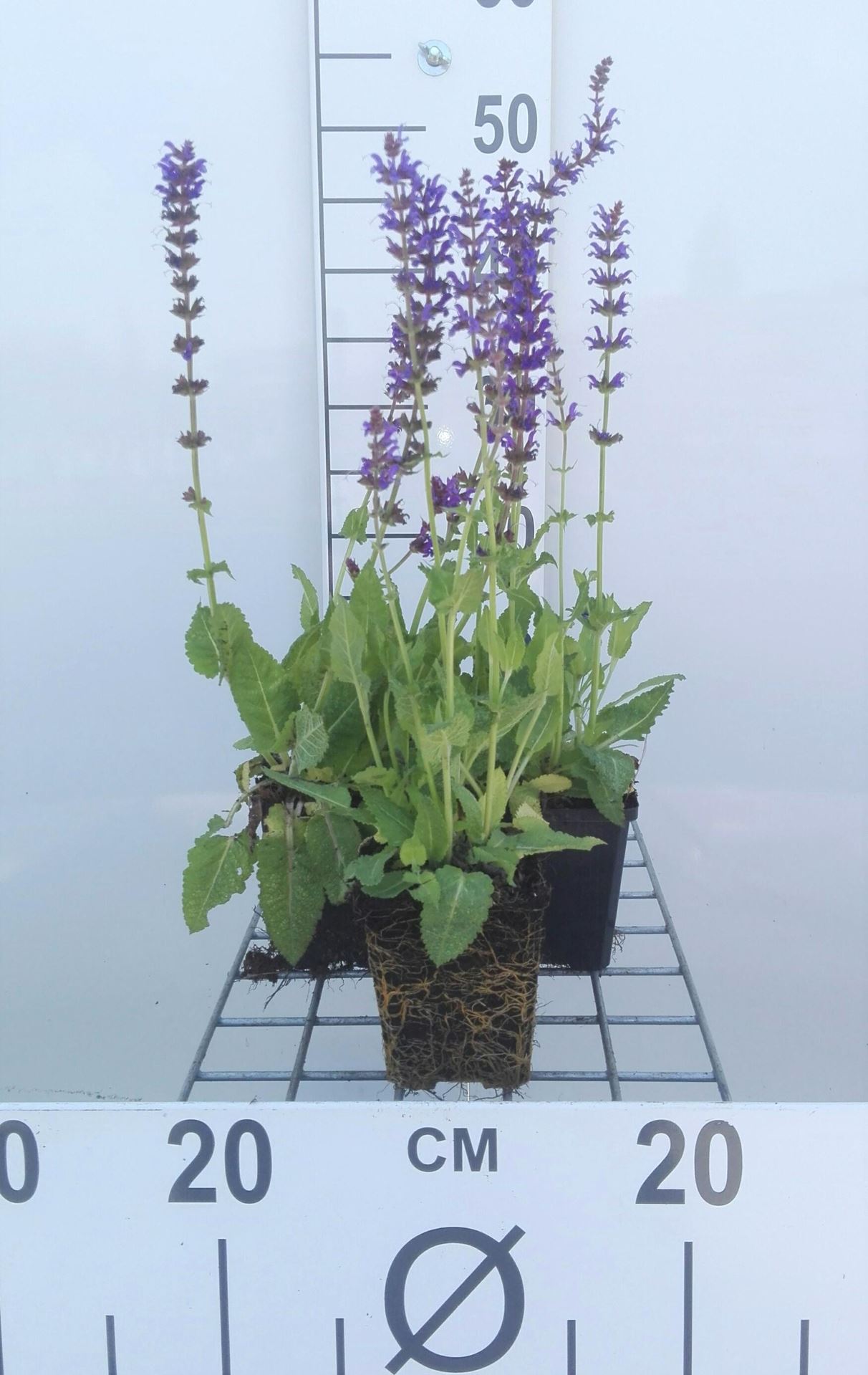 Salvia nemorosa'Mainacht'- pot 9x9 cm - Salie afbeelding