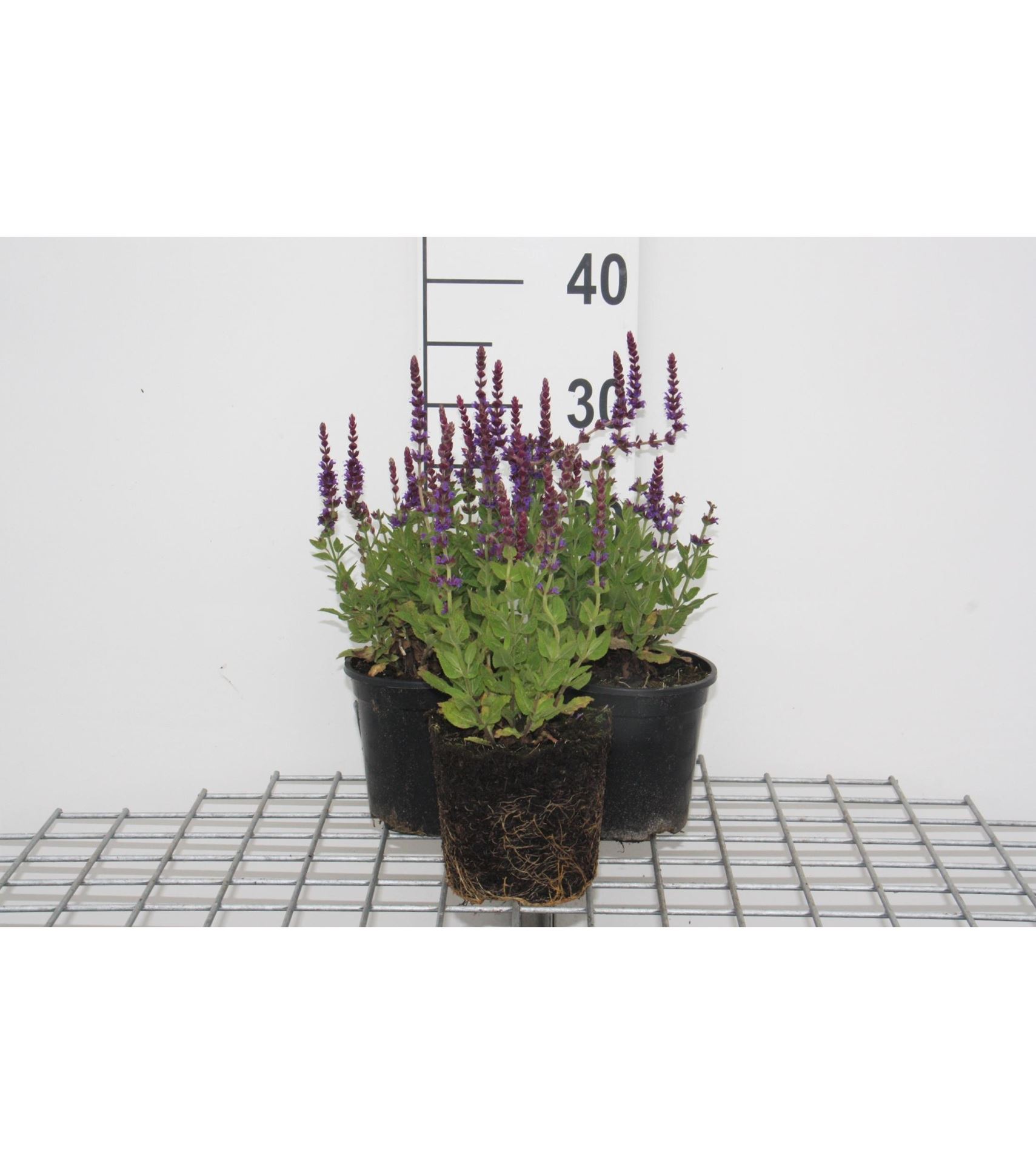 Salvia nemorosa'Ostfriesland'- pot 2L - afbeelding