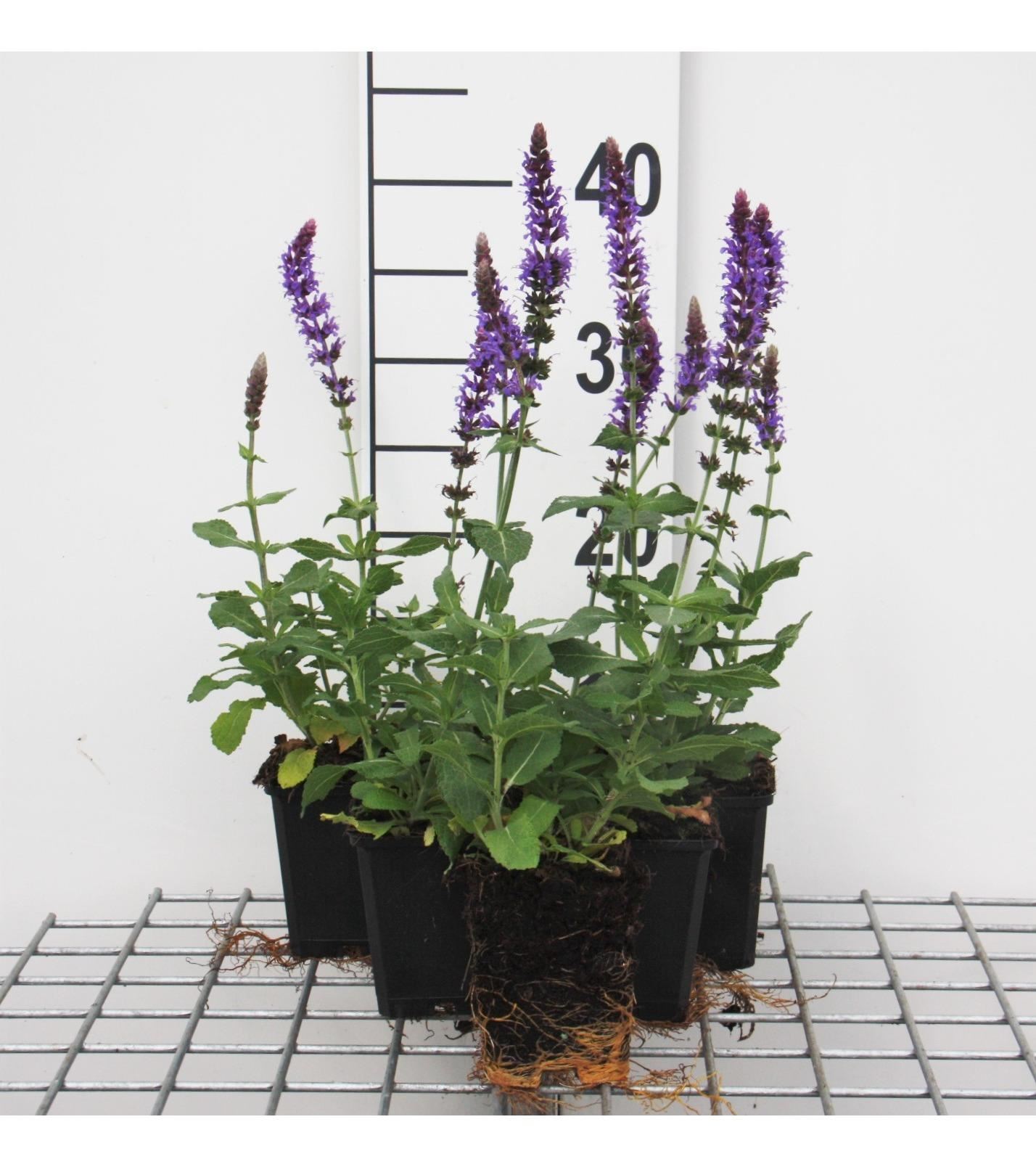 Salvia nemorosa'Ostfriesland'- pot 9x9 cm - Salie afbeelding
