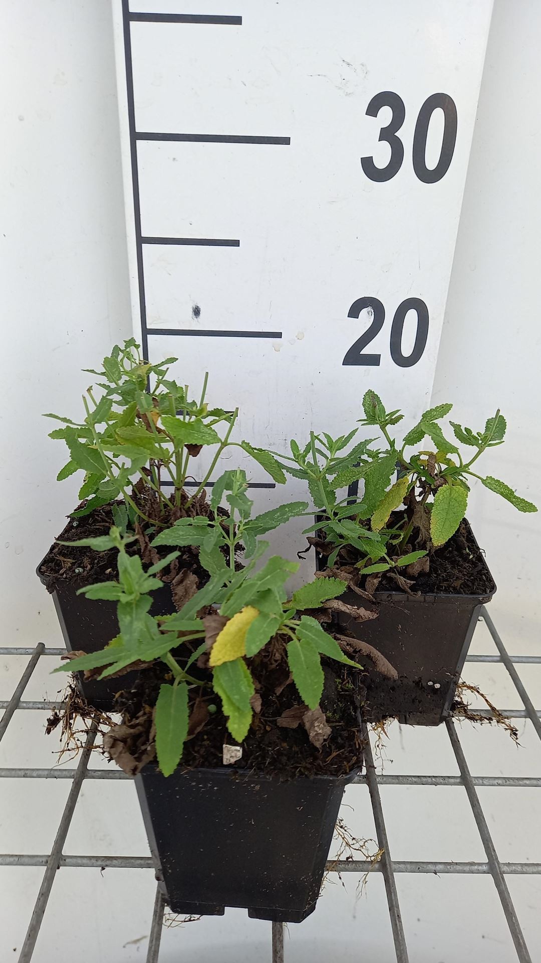 Salvia nemorosa'Schneehügel'- pot 9x9 cm - Salie afbeelding