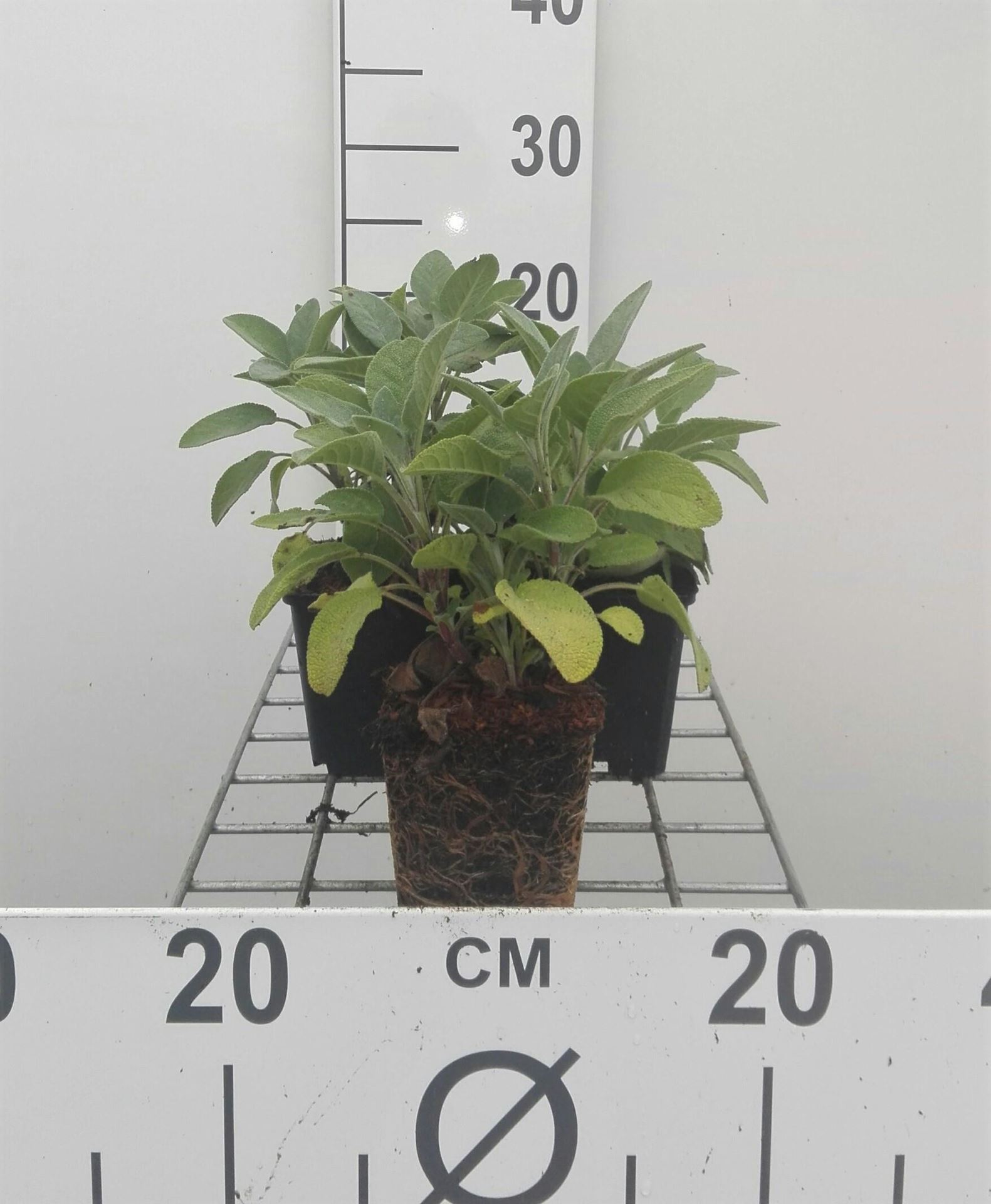 Salvia officinalis'Berggarten'- pot 9x9 cm (Salie'Grootbladige Salie'/'Breedbladige Salie') - Salie'Grootbladige Salie'/'Breedbladige Salie' afbeelding