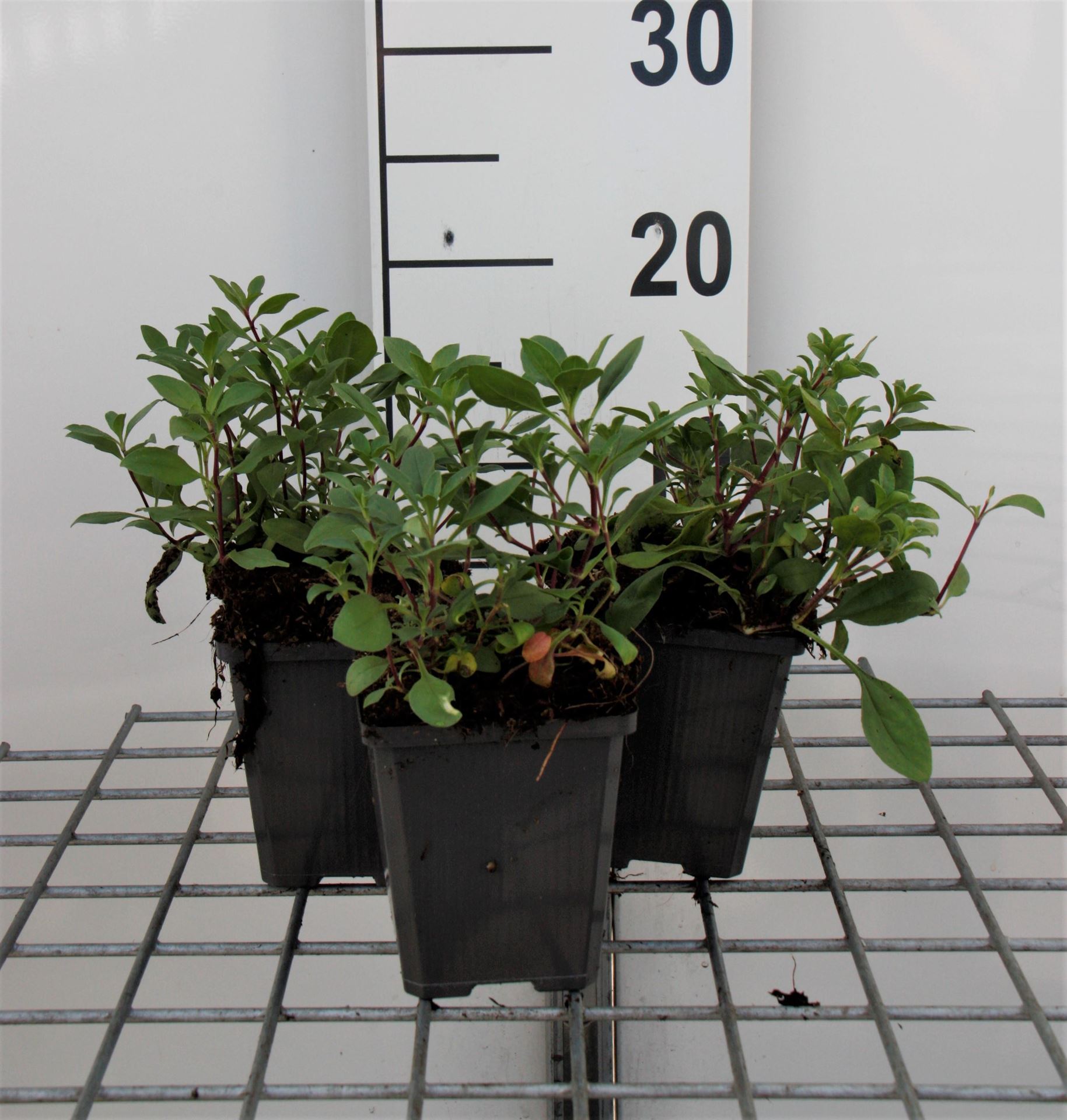 Saponaria ocymoides - pot 9x9 cm - Muurzeepkruid / Rotszeepkruid afbeelding