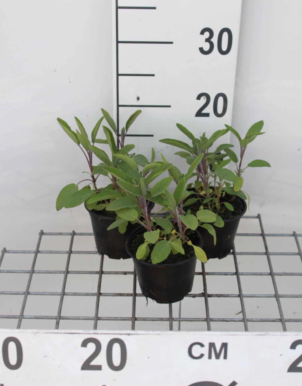 Salie, keukensalie - pot 9x9 cm (Salvia officinalis) - Echte salie / Tuinsalie / Franse salie afbeelding