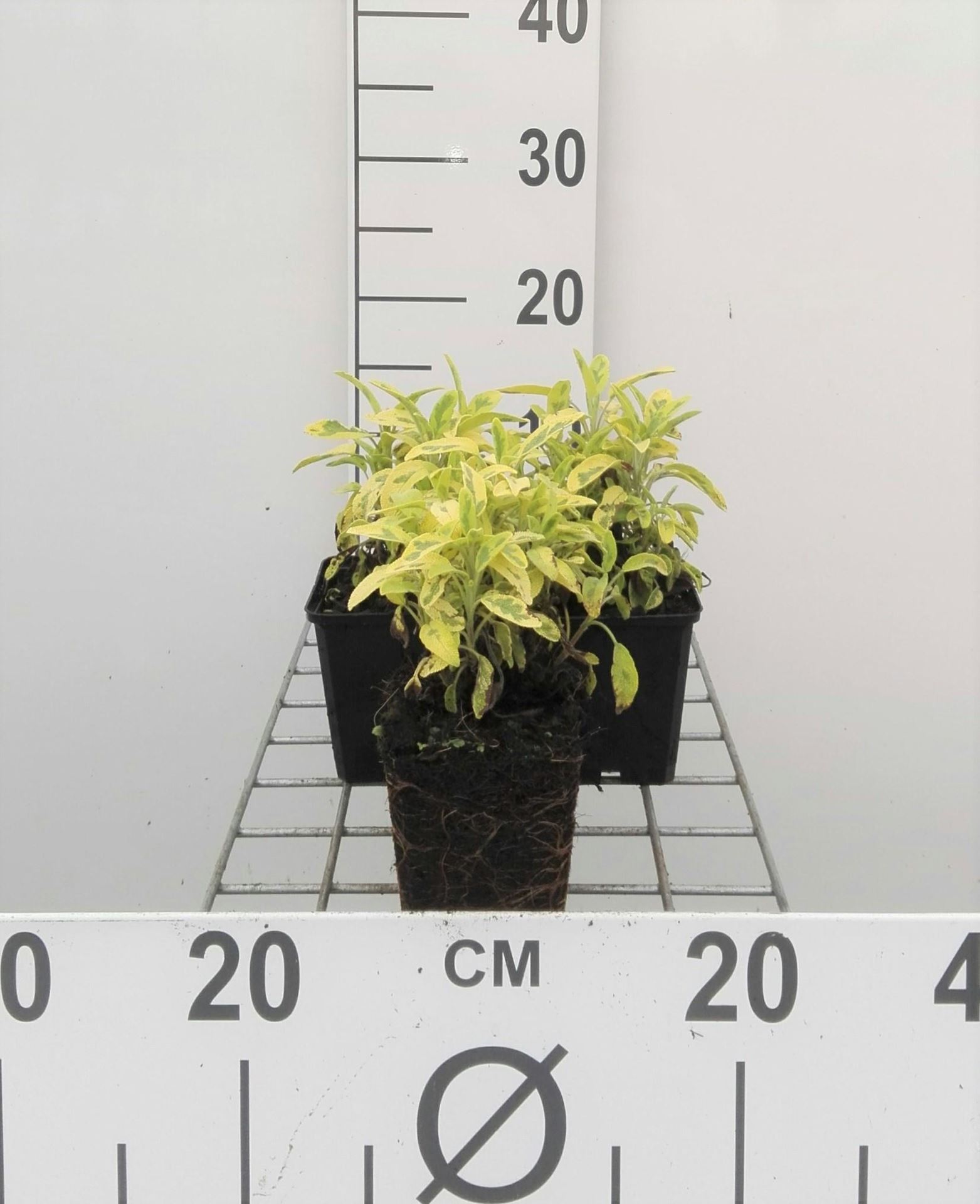 Salvia officinalis'Aurea'- pot 9x9 cm - afbeelding