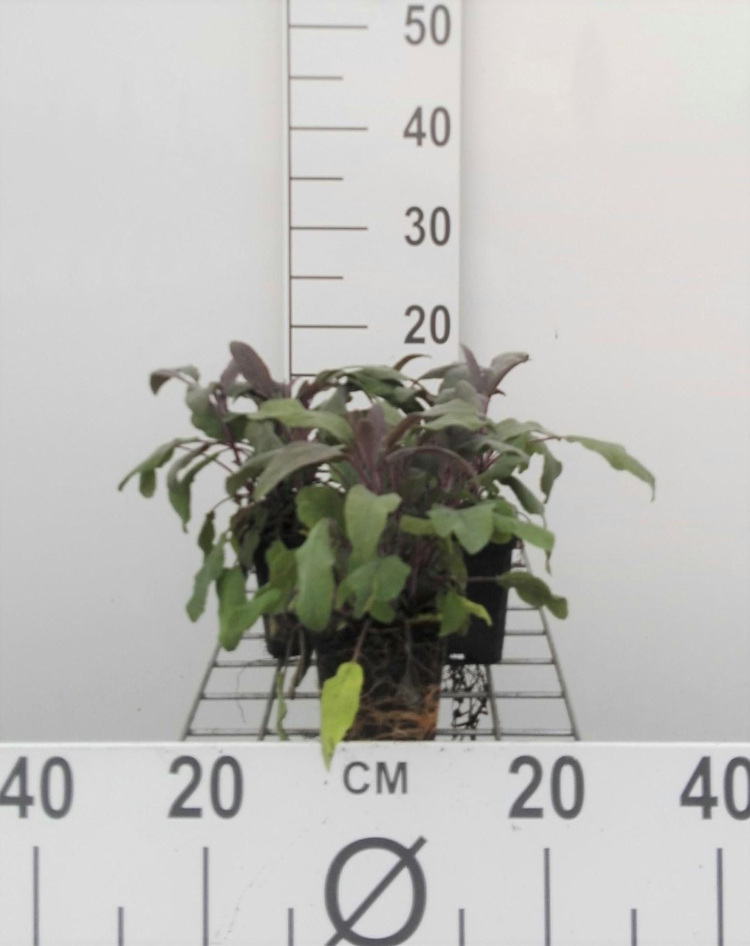 Rode salie, paarse salie - pot 9x9 cm (Salvia officinalis'Purpurascens') - Salie, keukensalie afbeelding