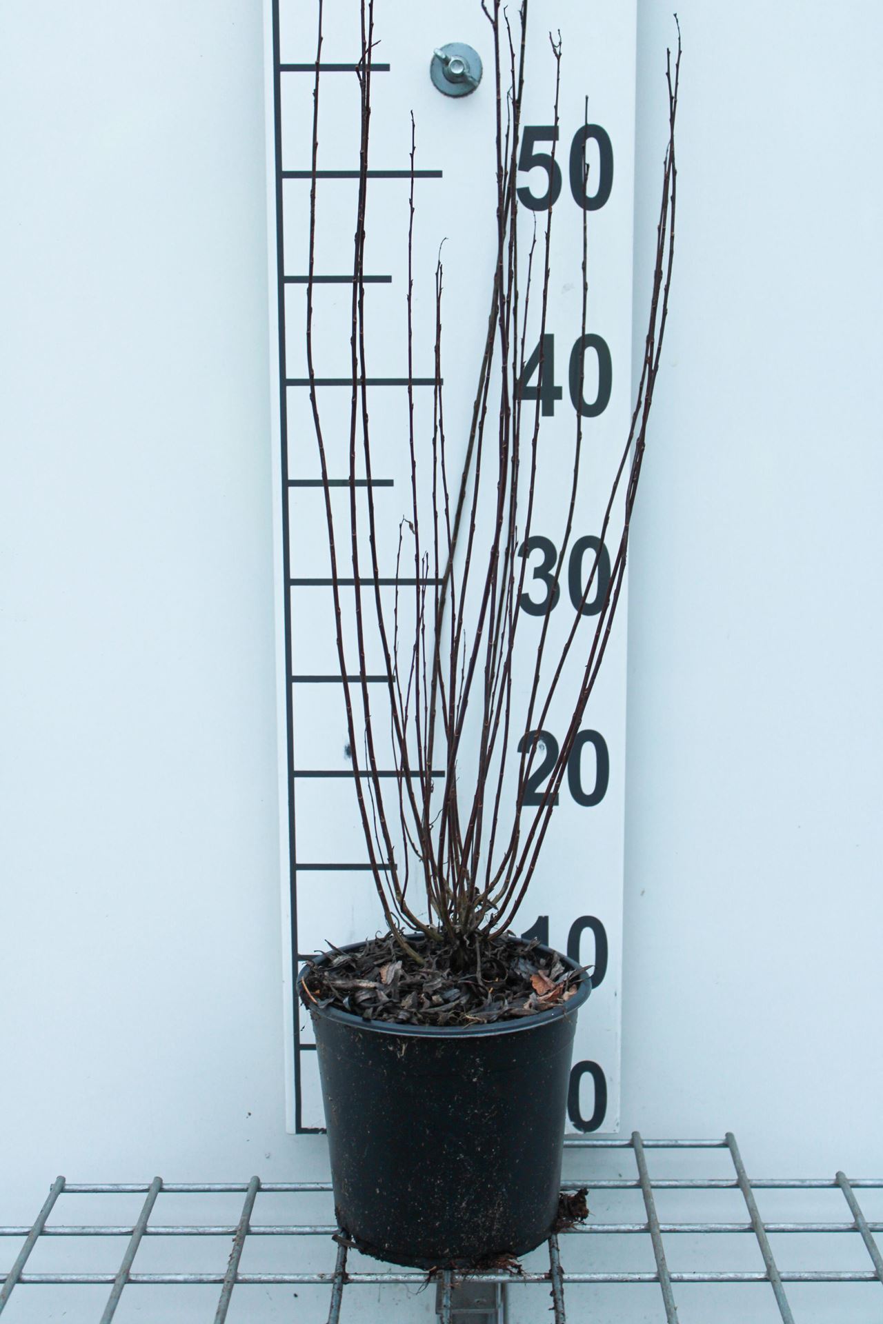 Salix purpurea 'Nana' - pot - 30-40 cm