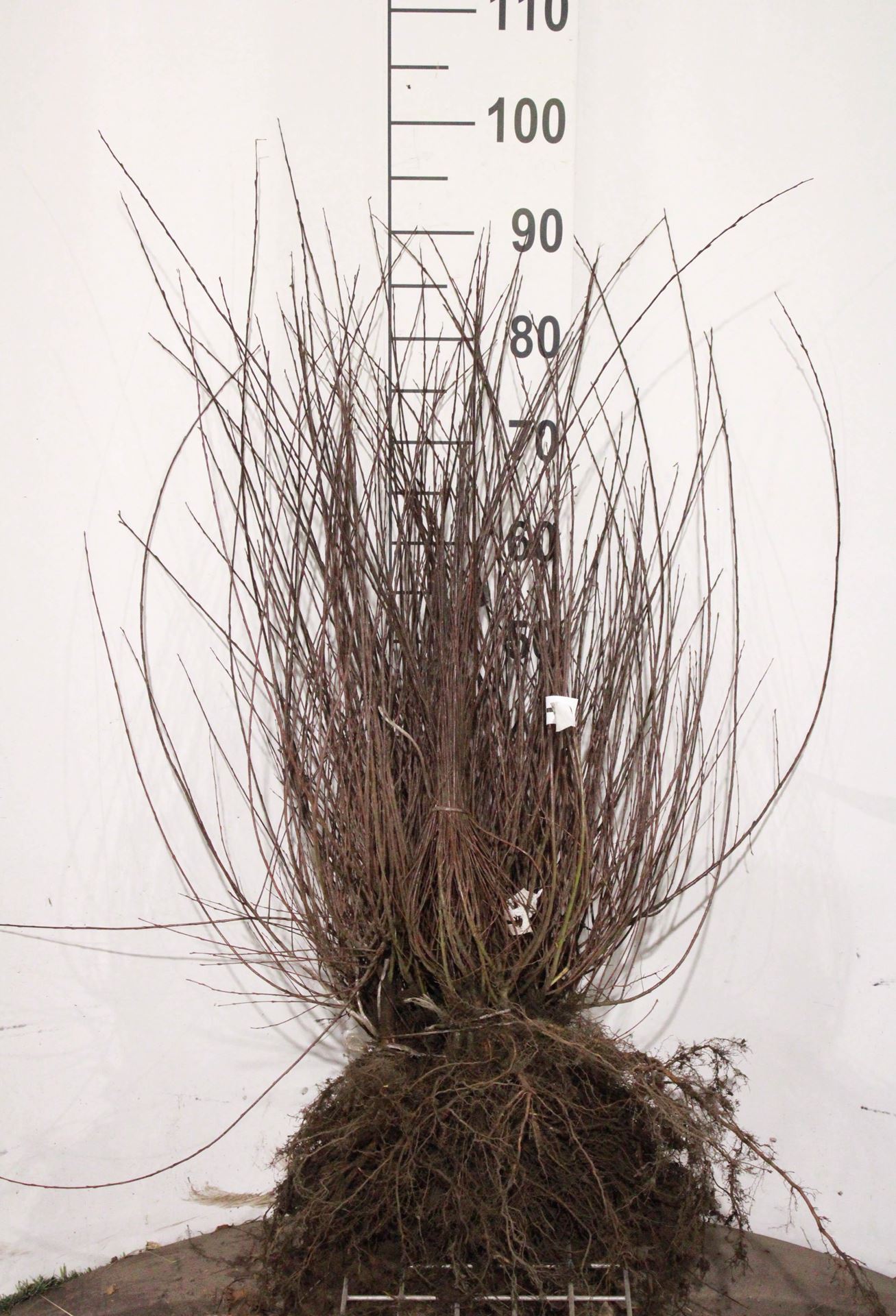 Salix purpurea'Nana'- blote wortel - 40-60 cm - 3-5 takken afbeelding