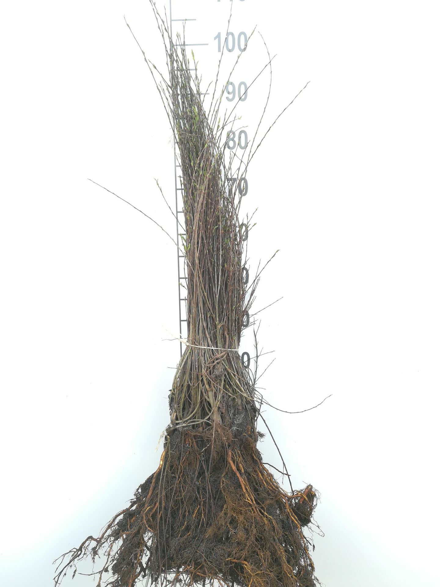 Salix purpurea'Nana'- blote wortel - 40-60 cm - Bitterwilg, Purperwilg afbeelding